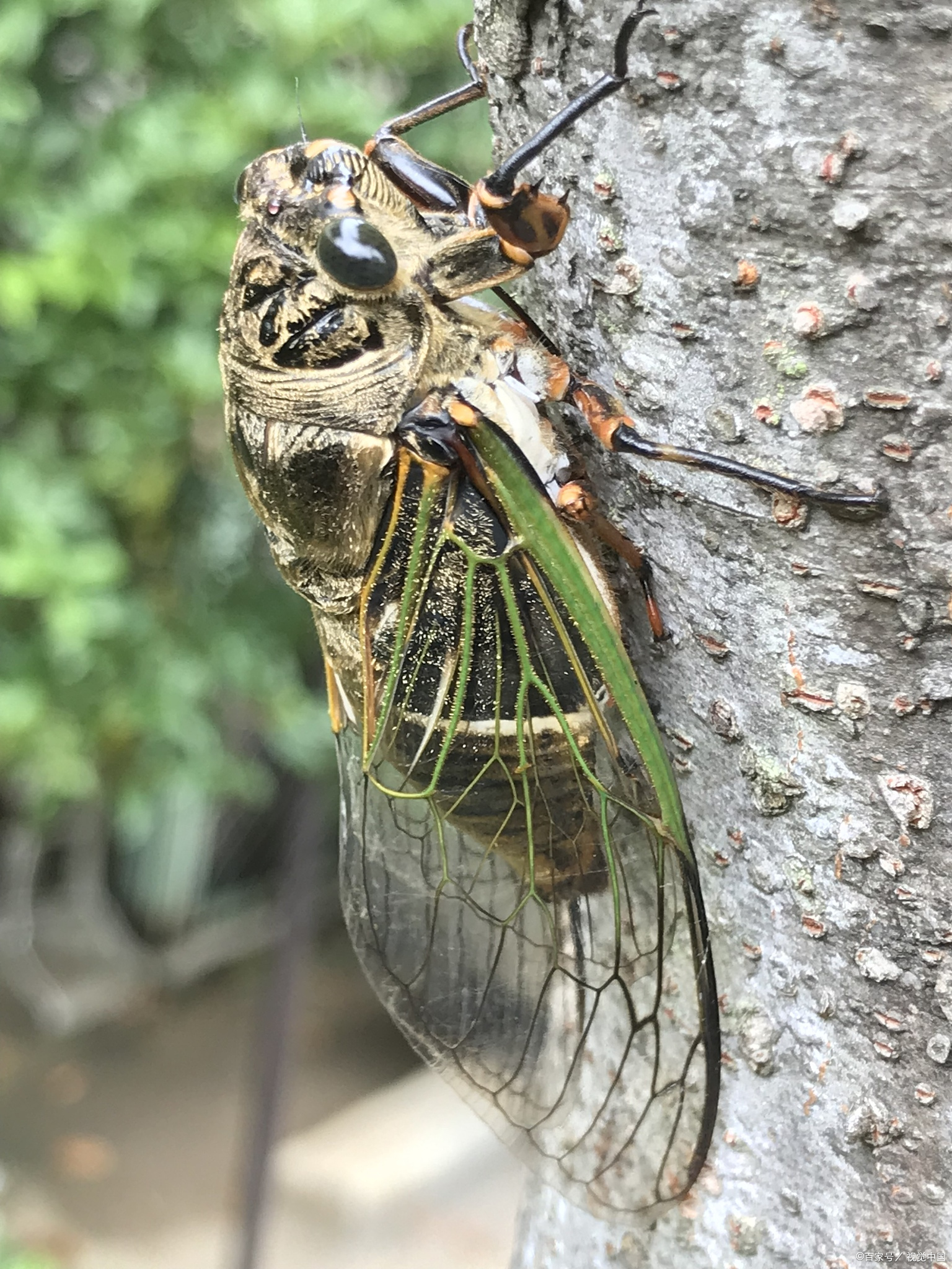 别再喂错了!它的 "专属食谱" 藏着生存智慧
