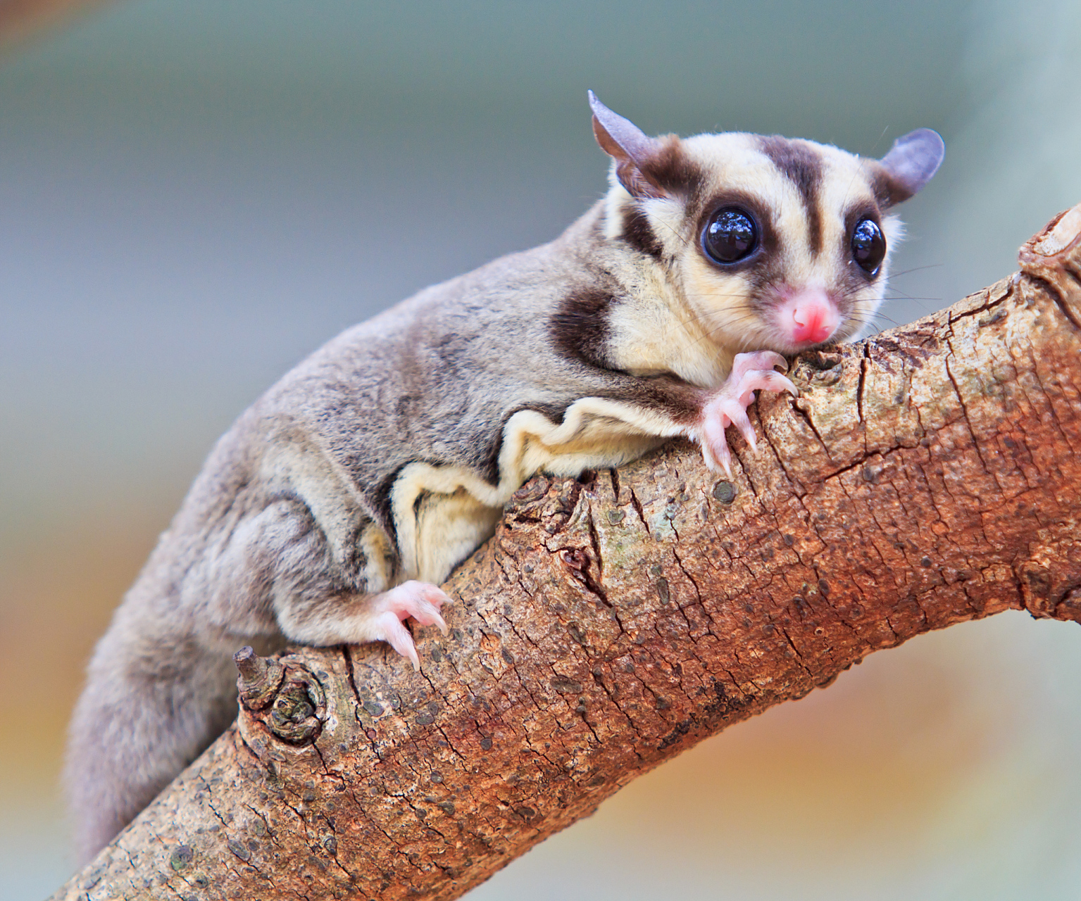 蜜袋鼯是一种非常可爱的小动物,它们非常需要我们的关注和陪伴.