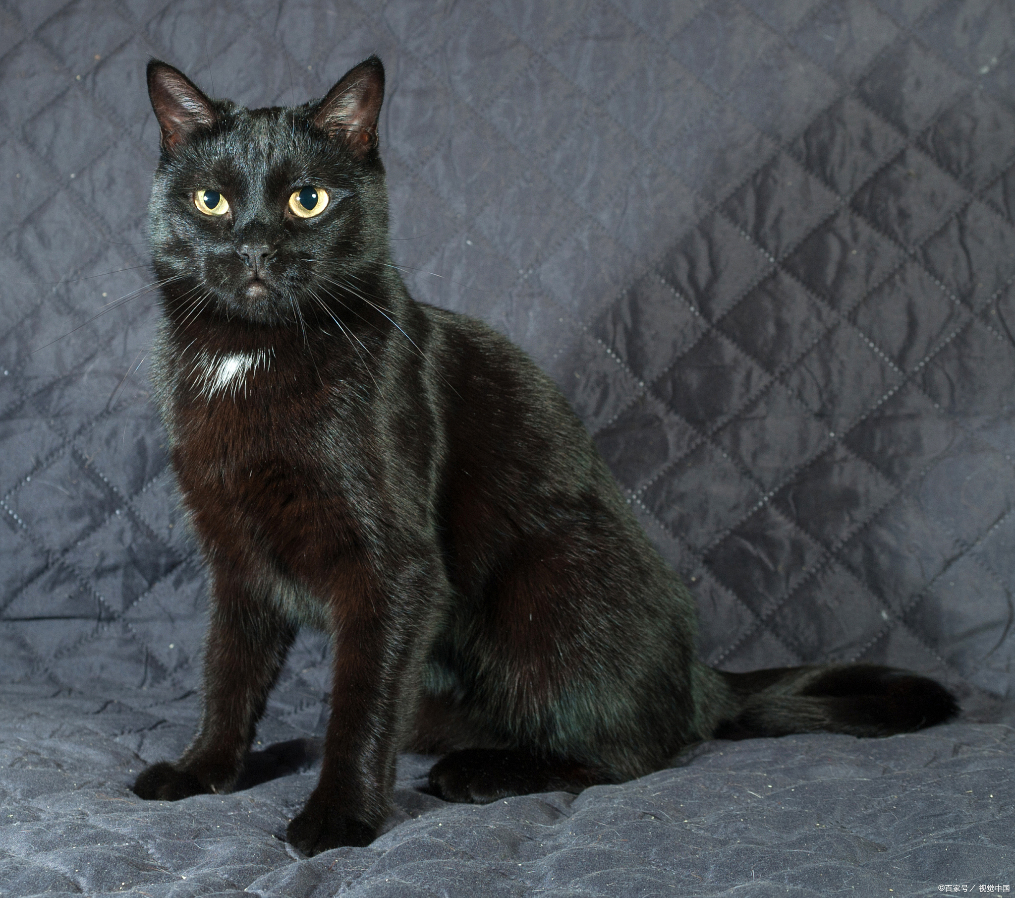 宠物猫系列之东奇尼猫