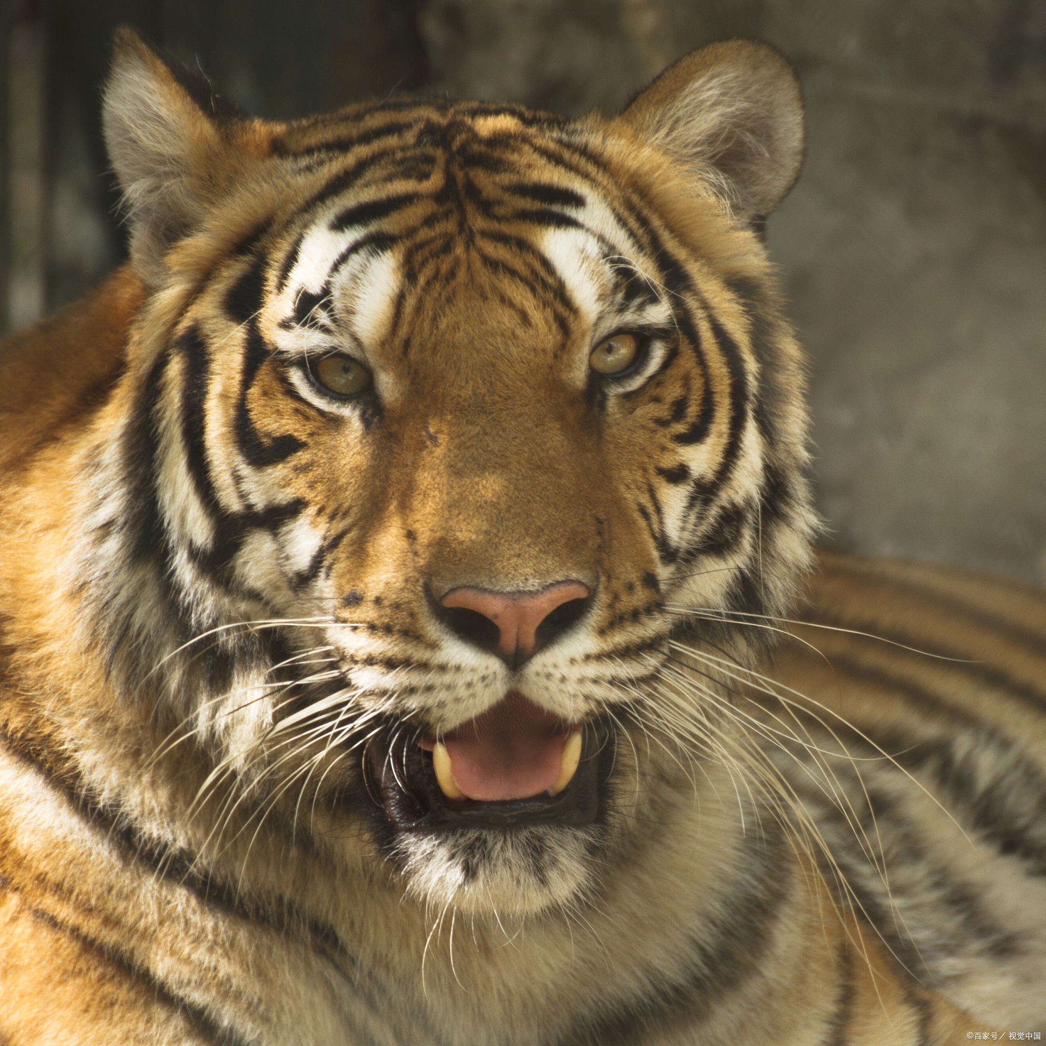 最霸气的老虎图片动物世界老虎老虎的样子动物老虎凶猛的老虎动物图片