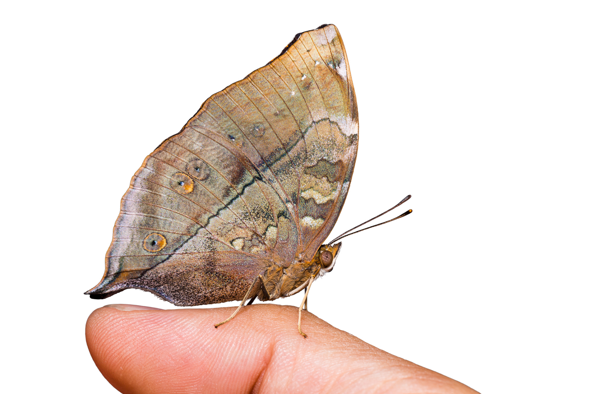 中元节,家里来了一只枯叶蝶. 几小时了还没走.