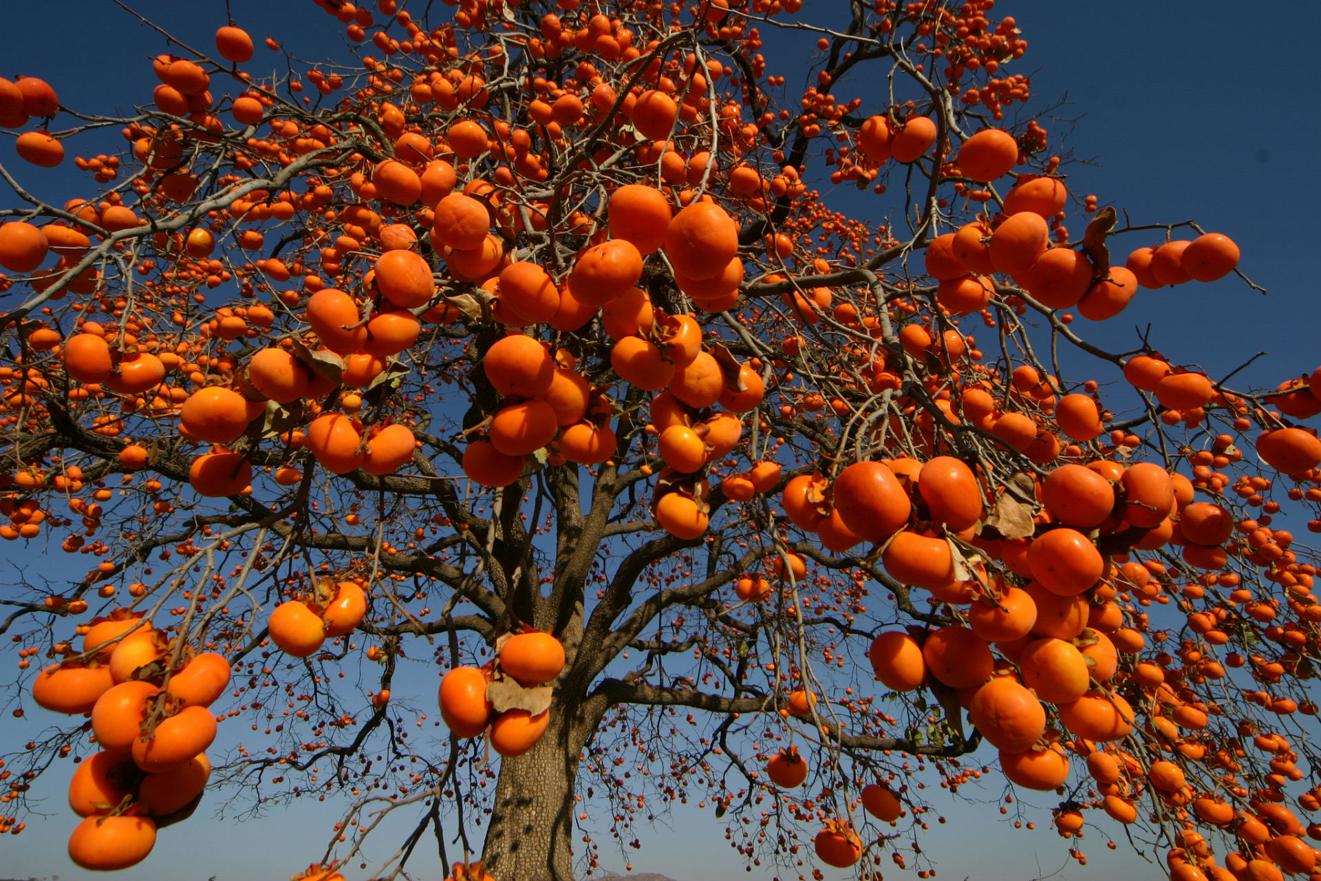 在这个季节,红彤彤的柿子与白色的水流相互映衬,形成了一幅美丽的画卷
