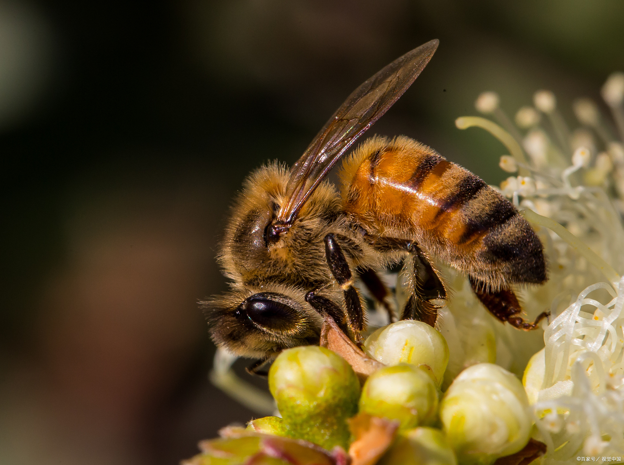 蜂的种类图片大全图片