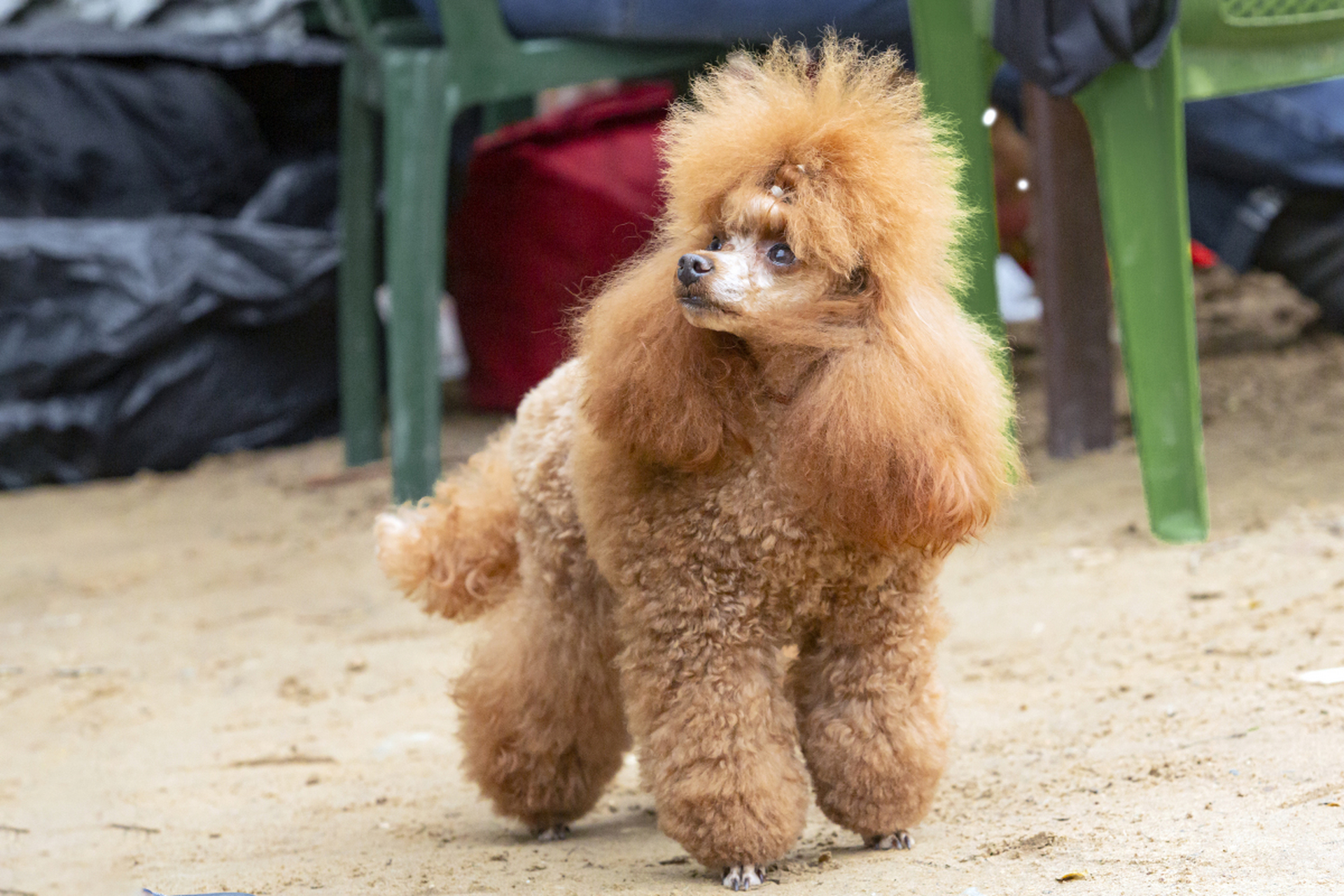 泰迪犬通常在出生后几天内进行尾巴断尾手术,愈合时间因个体差异和