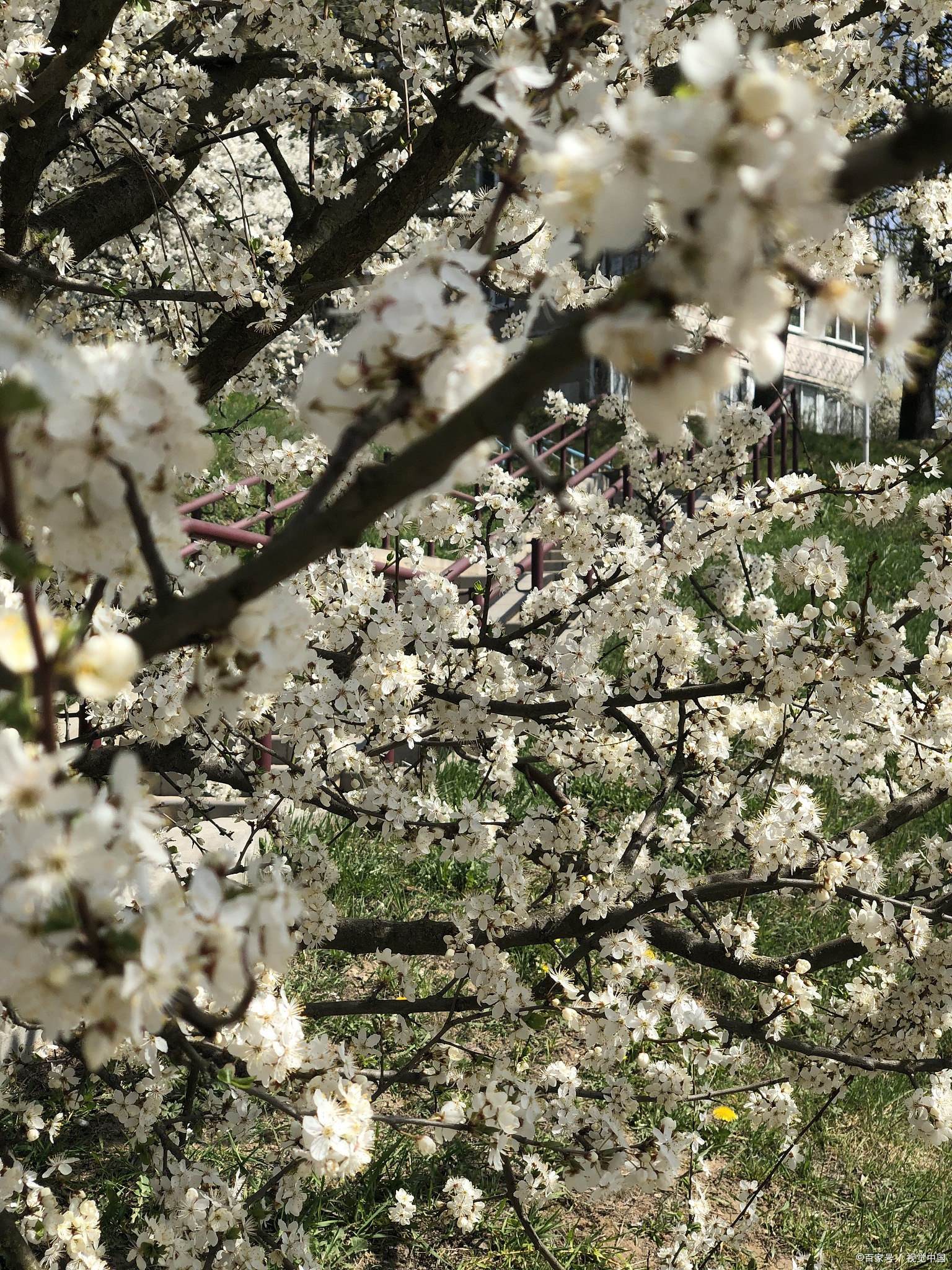 春天快来!嘉兴姚家荡公园的梨花洁白如雪!