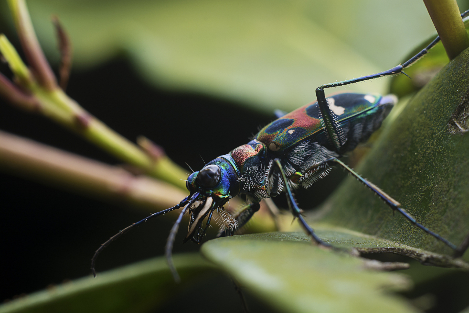 虫子通常指昆虫纲动物,如蚂蚁,蜜蜂等,具有身体分为头,胸,腹三部分等