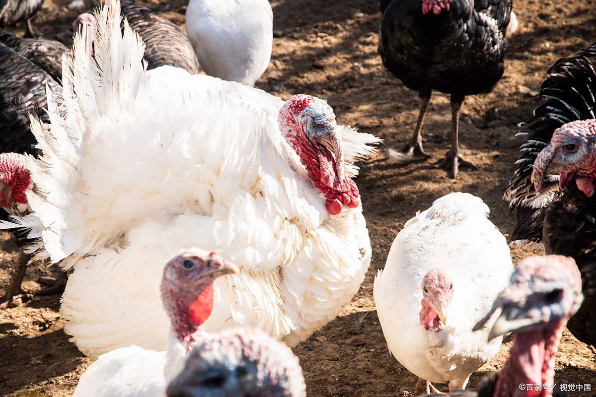 品种80斤火鸡100种火鸡图片大火鸡活的火鸡体重老火鸡火鸡公母对照图