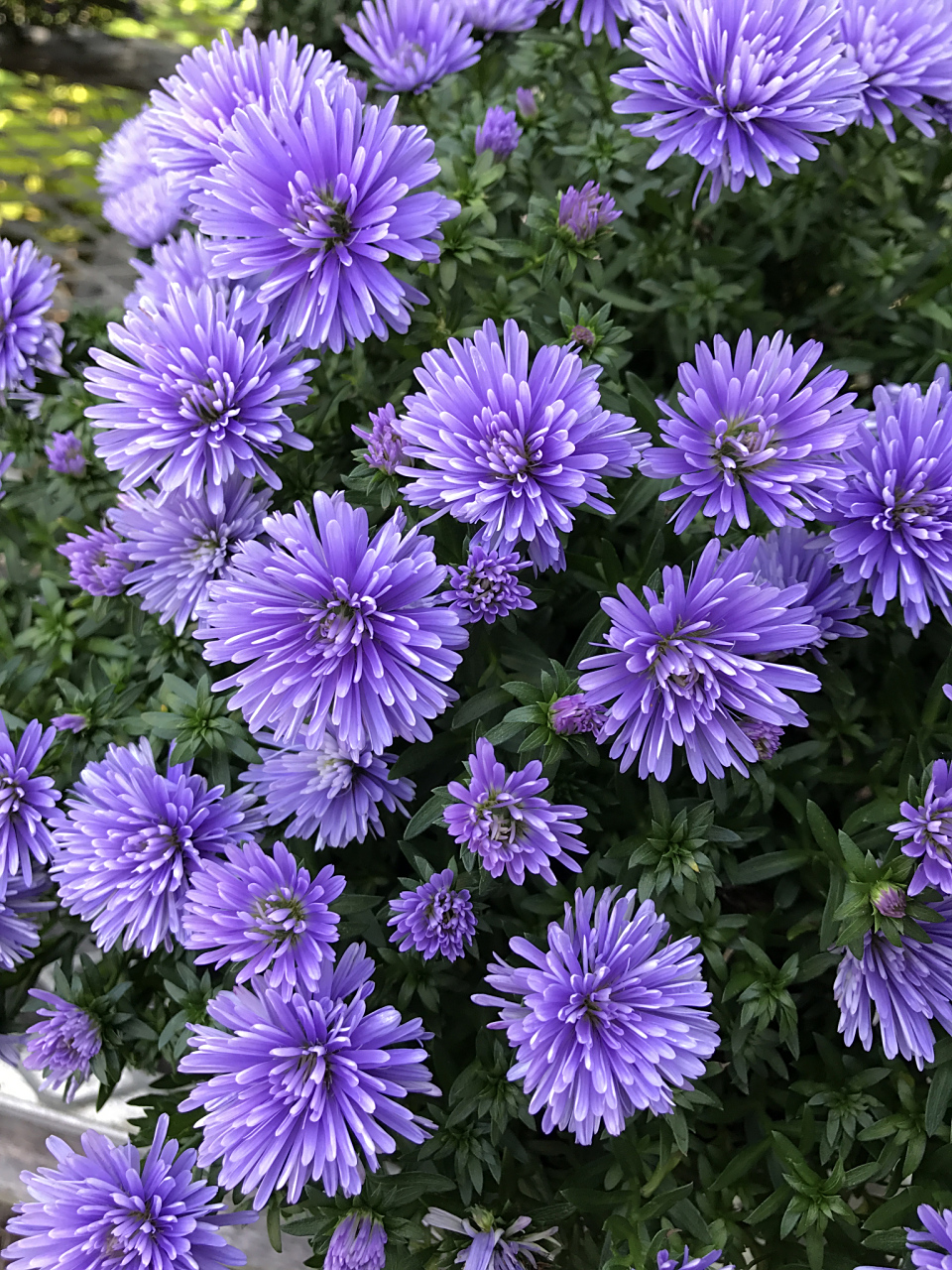 瓜叶菊:繁花似锦的春日之舞  当春日的暖阳照耀大地,万物复苏,一片片