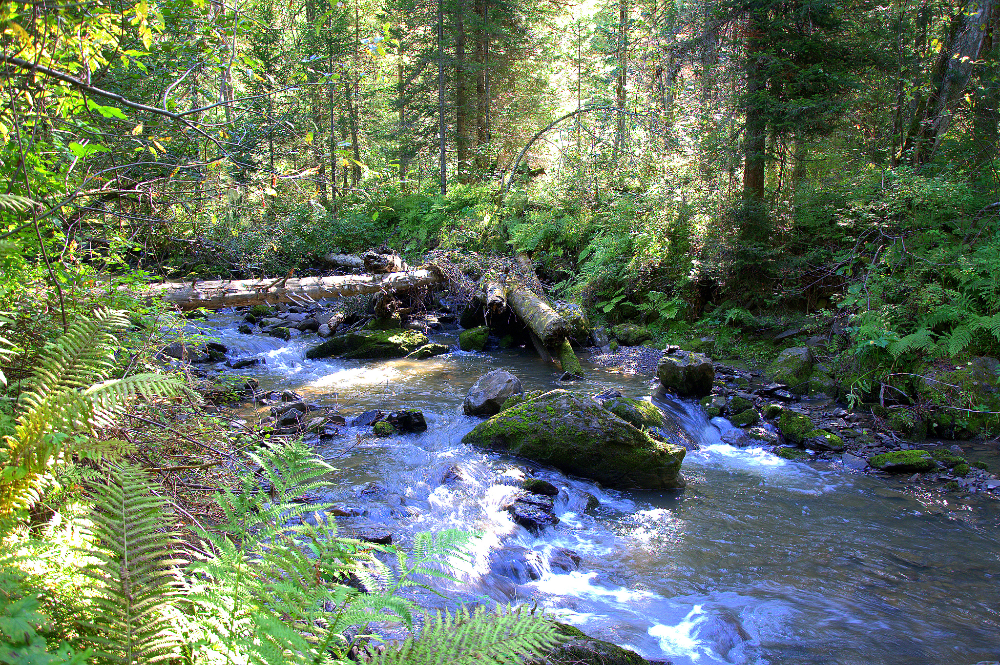 内蒙古的通辽大青沟,原始森林的溪流有多清澈?