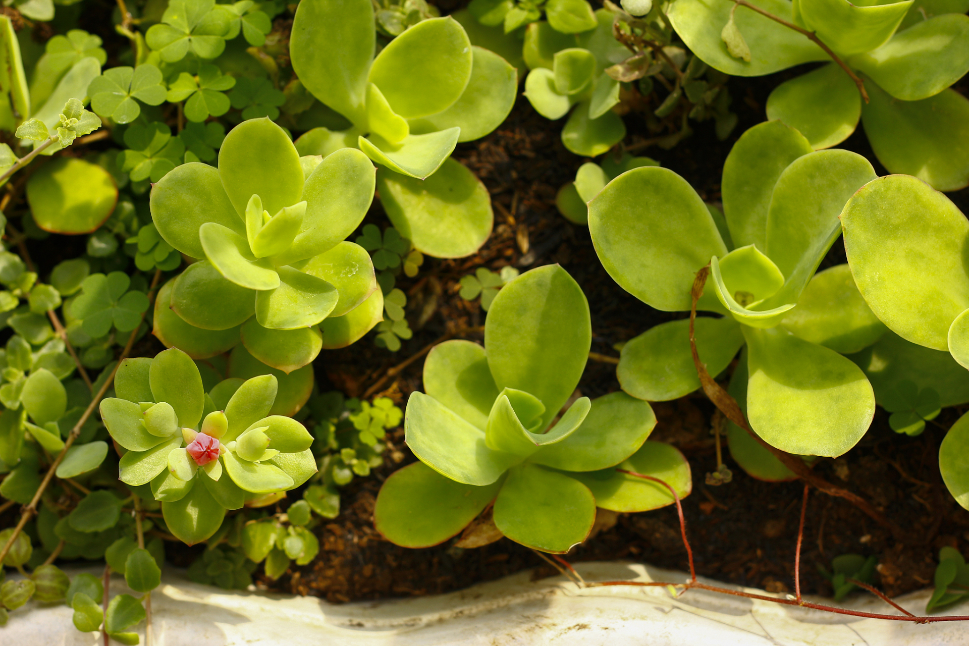 [原文:圆叶椒草养殖技巧:轻松培.