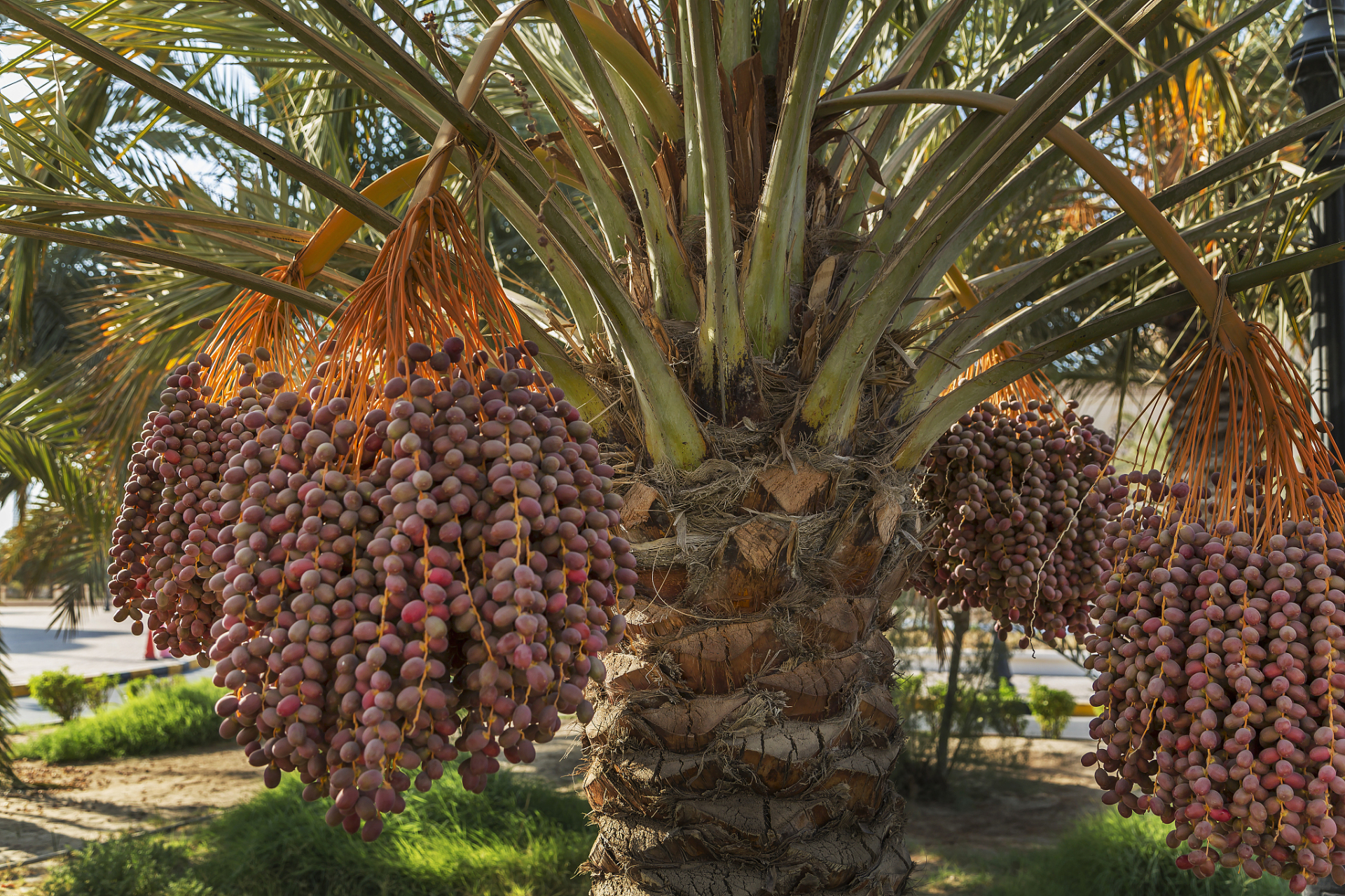 沙特椰枣是一种在沙特阿拉伯广泛种植和消费的传统食品,有着悠久的