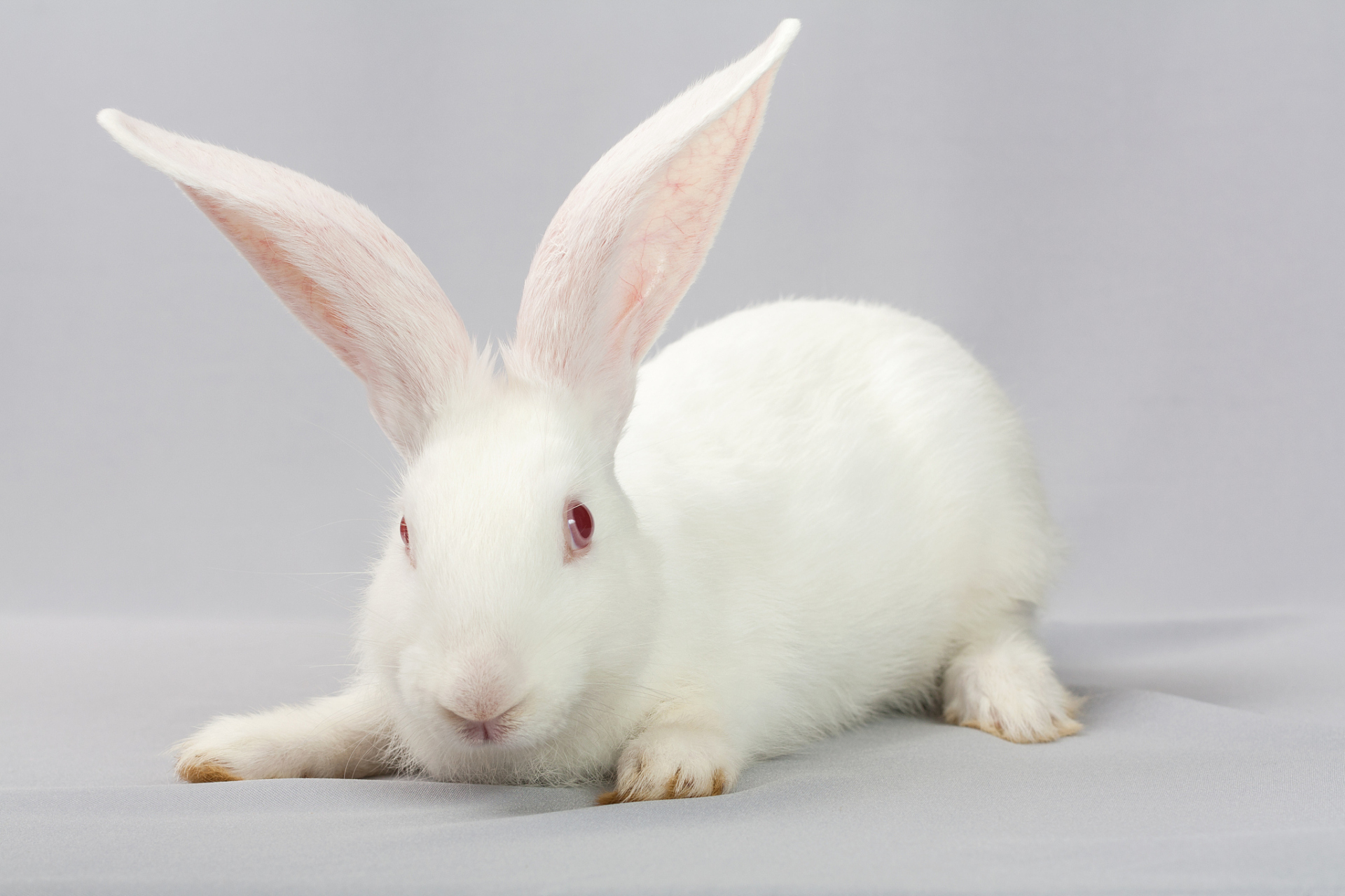 哈白兔骗局让数万家庭遭受重创,头目老李以易养繁殖为饵圈钱后竟消失