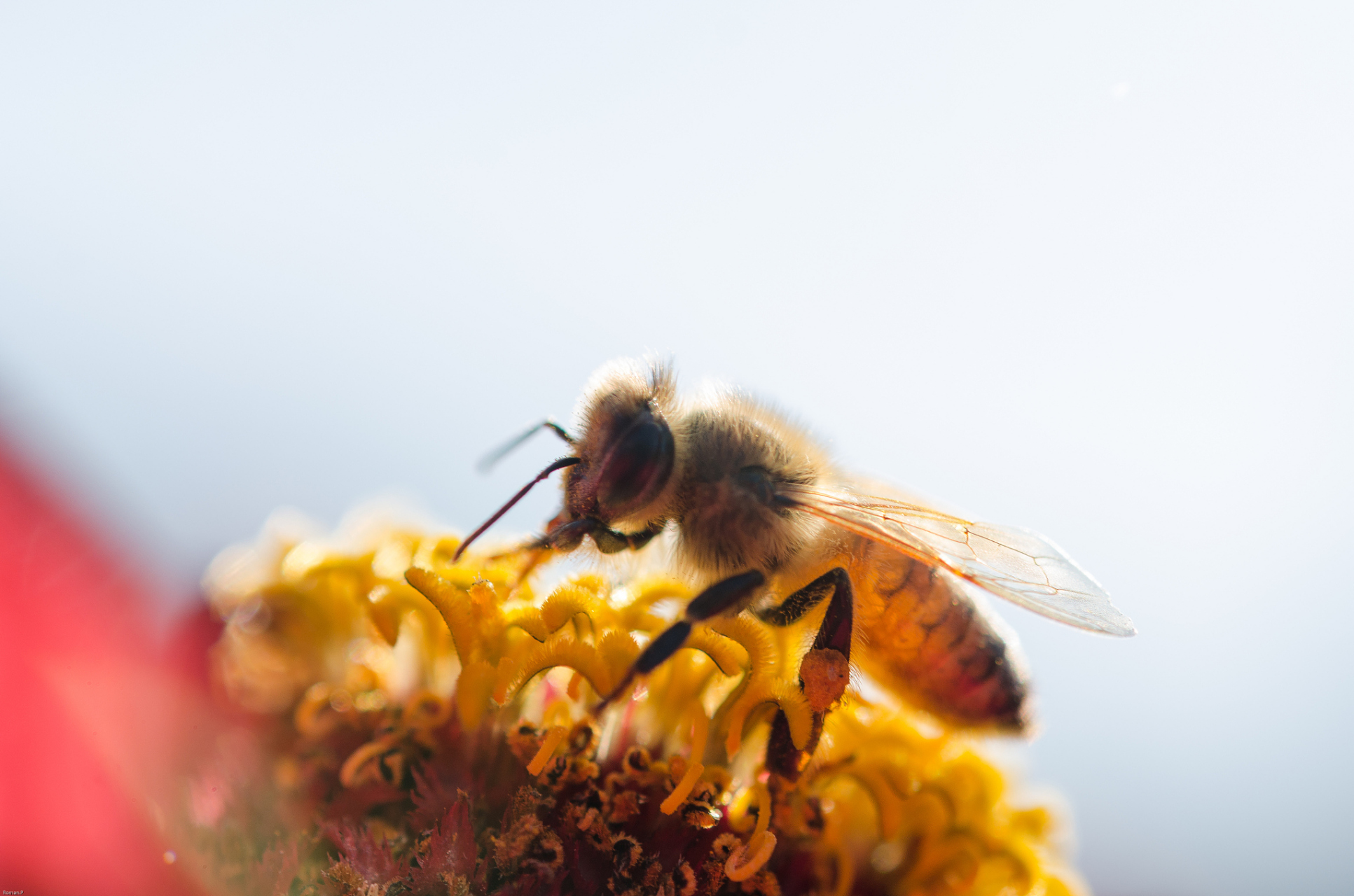 蜜蜂采蜜是一种非常神奇的过程,让人不禁感叹大自然的奇妙.你知道吗,