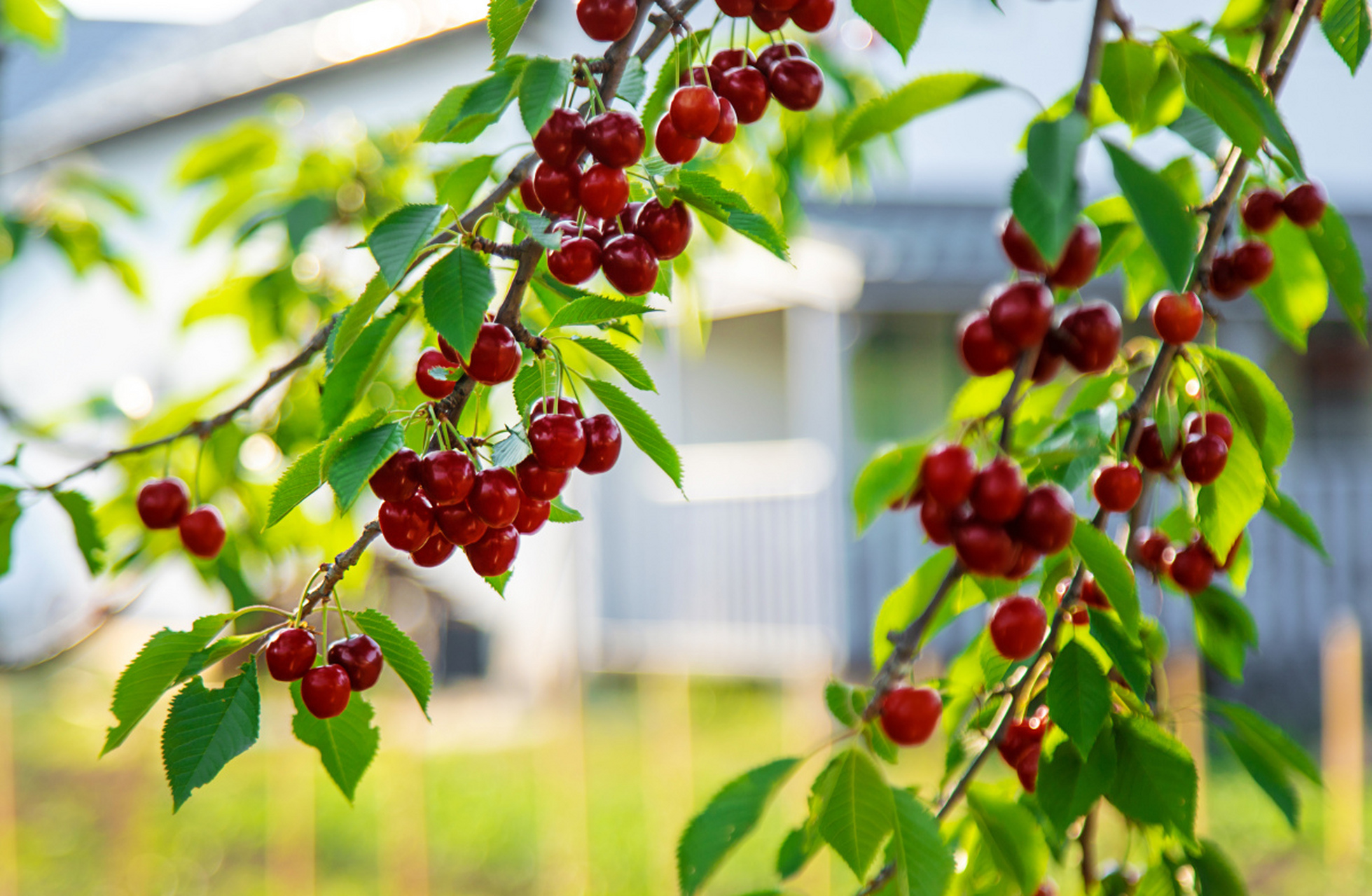 [原文:樱桃树能扦插繁殖吗]
