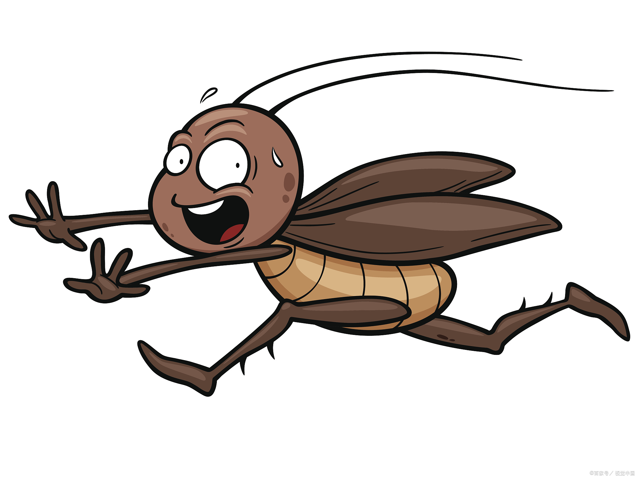 蟑螂照片漫画图片