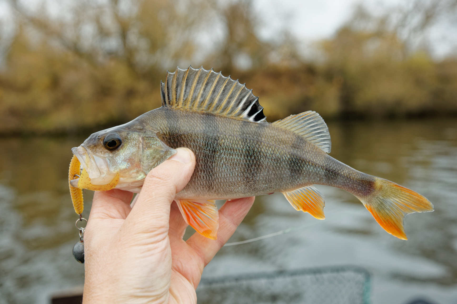攀鲈对水质要求高,需要保持水质的清新,透明,并维持适中的水温.