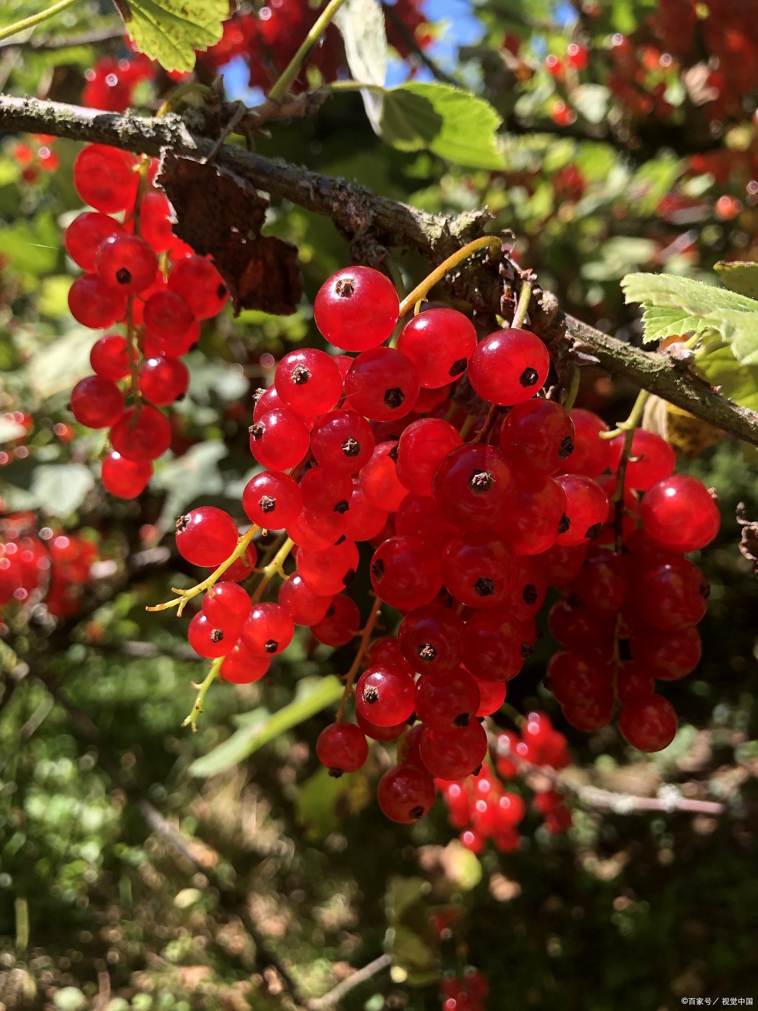 庆阳东湖公园,秋日赏山楂,红色果实超好看!