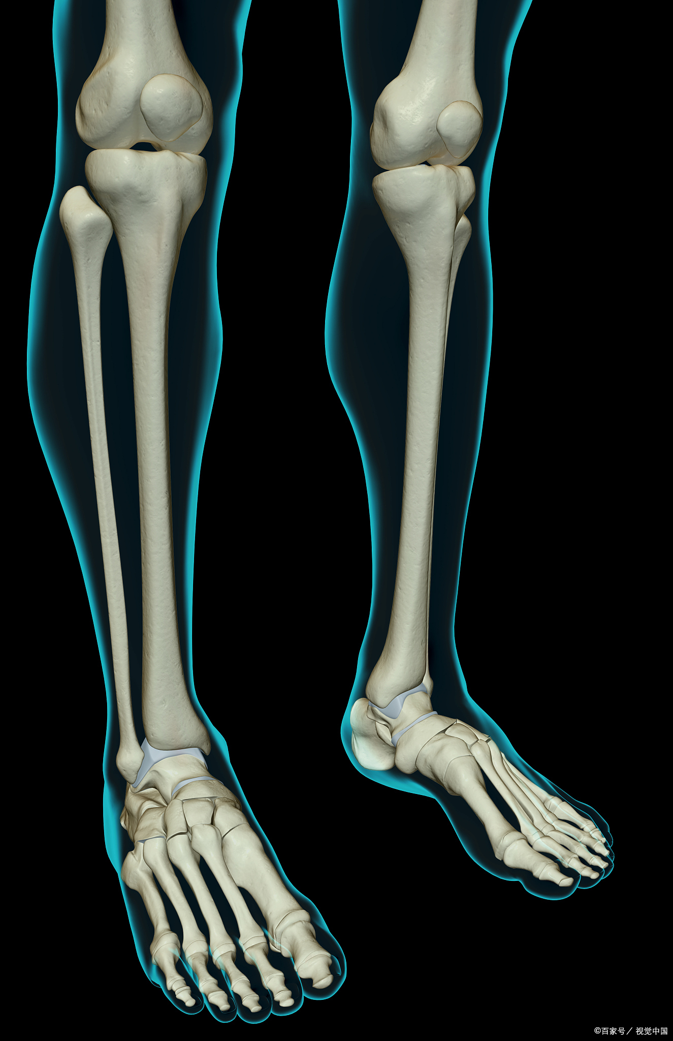 骨腓骨没有连在膝关节上下肢图片胫腓骨微动问题小腿肌肉萎缩医学腿