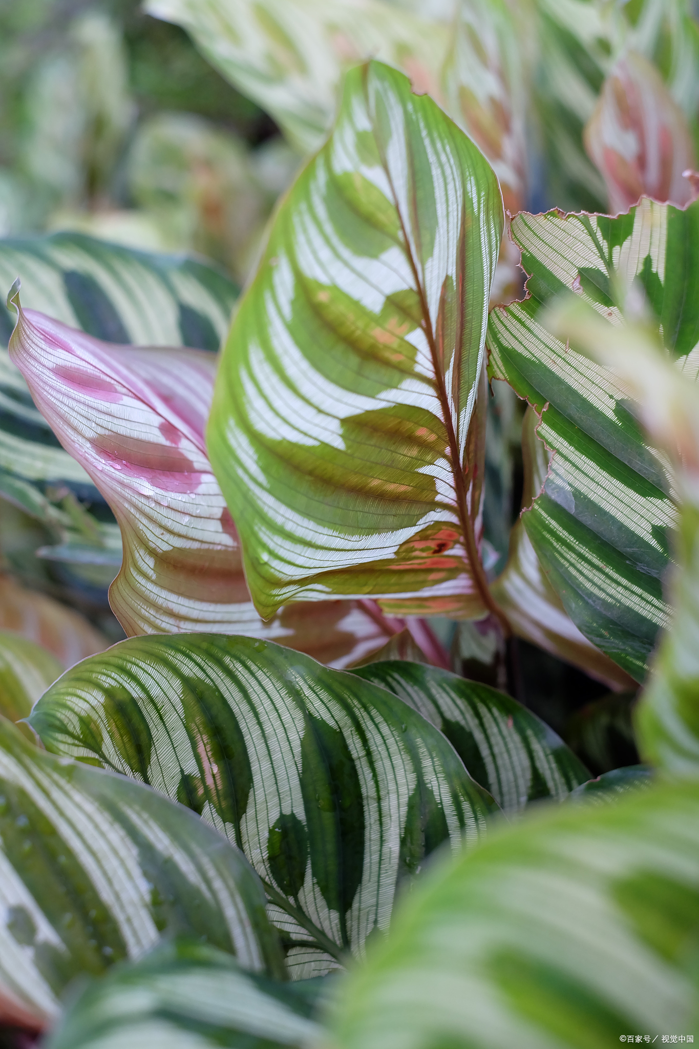 52种家庭常见绿植盆栽,来看看有喜欢的嘛!