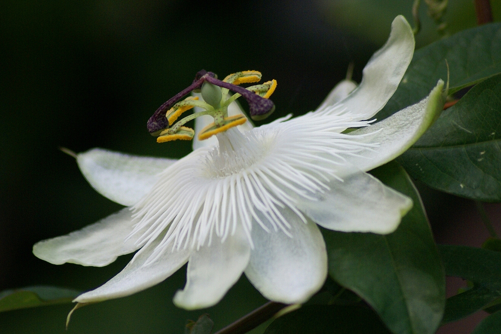 鸽兰是一种原产于中美洲和南美洲的兰花,它也以其他常见名称而闻名