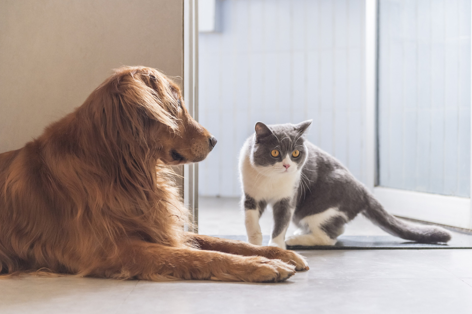 猫和狗在一起的壁纸图片