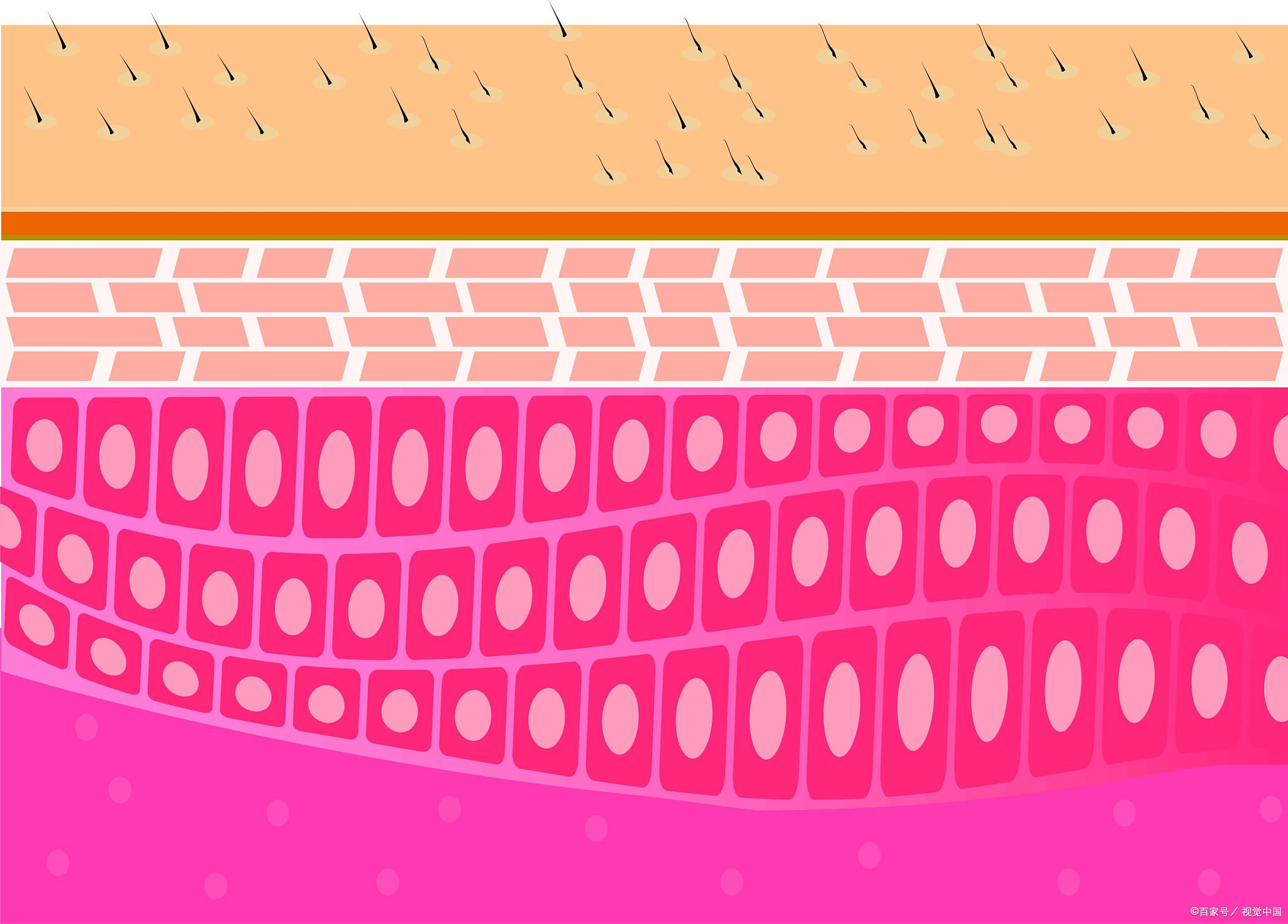 皮肤屏障是皮肤表面的天然保护层,它由角质层和皮脂层组成.