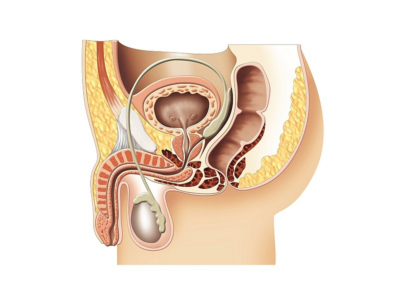 前列腺炎和房事有关系吗?