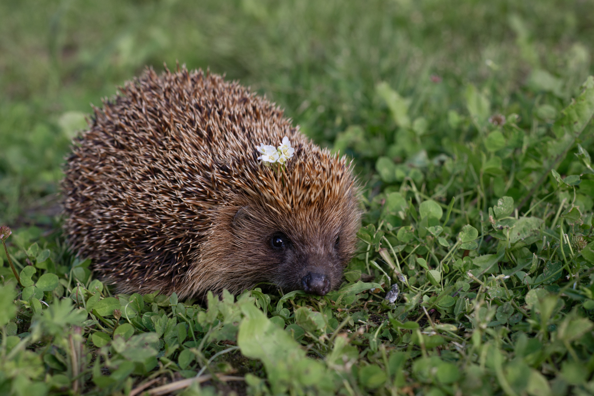 普通刺猬:关于刺猬的不寻常事实
