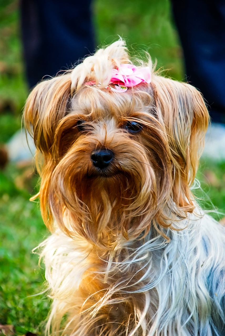 约克夏梗(yorkshire terrier),简称约克夏或约克郡梗,是一种小型犬种