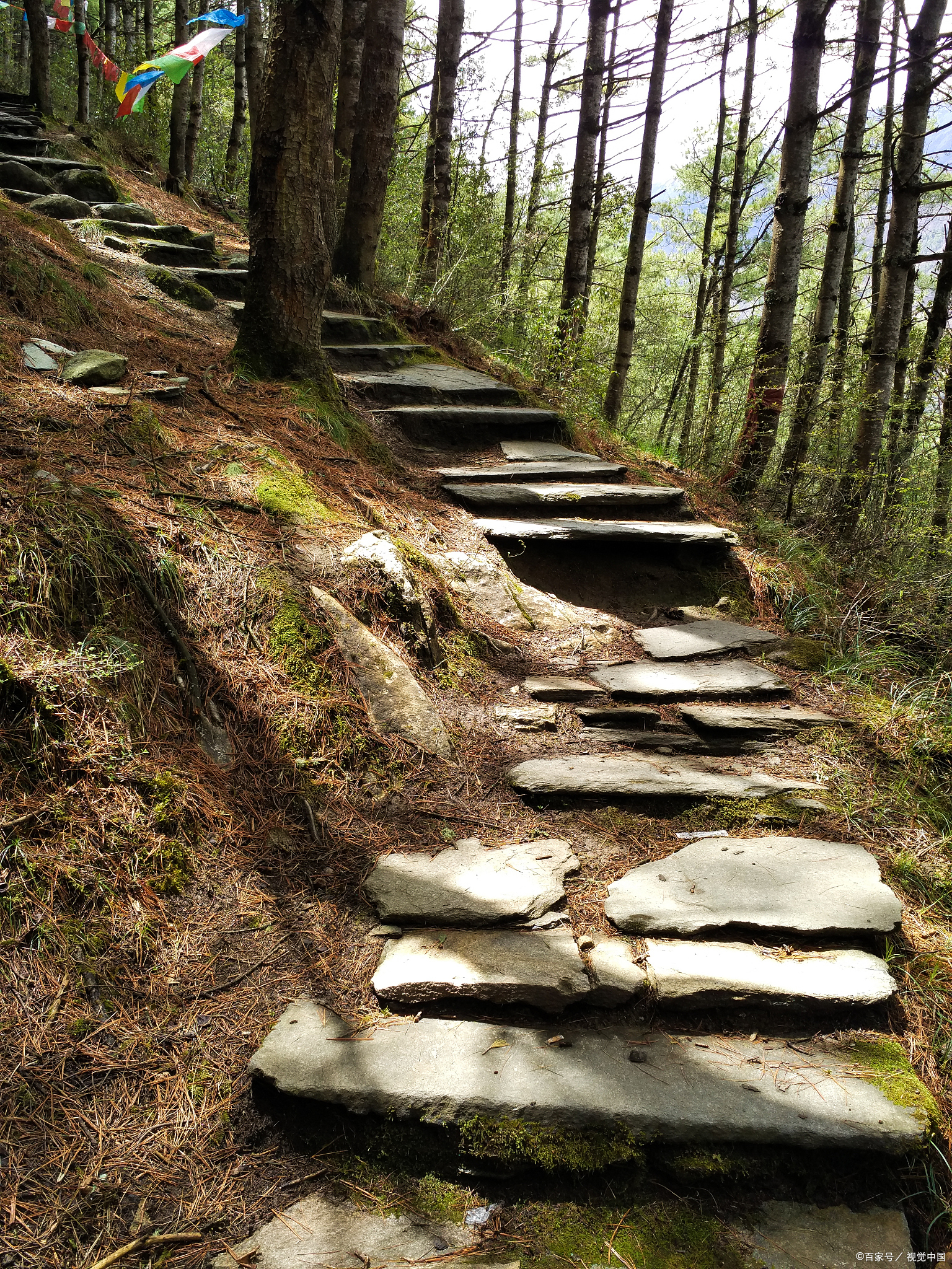 巴中米仓山,春日徒步,山林步道超清新!