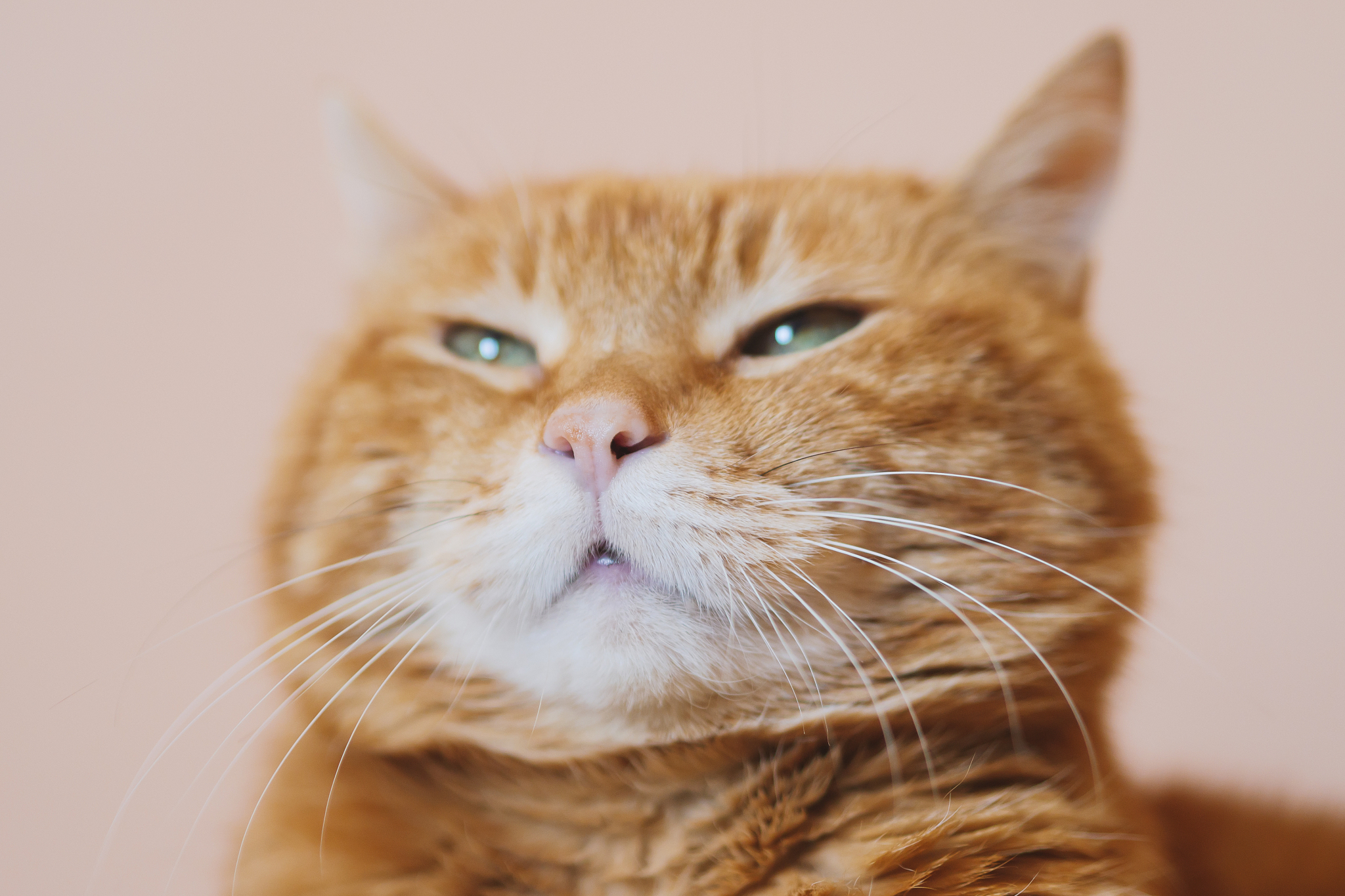 轻松化解矛盾~[原文:猫咪生气了怎么办?教你解.