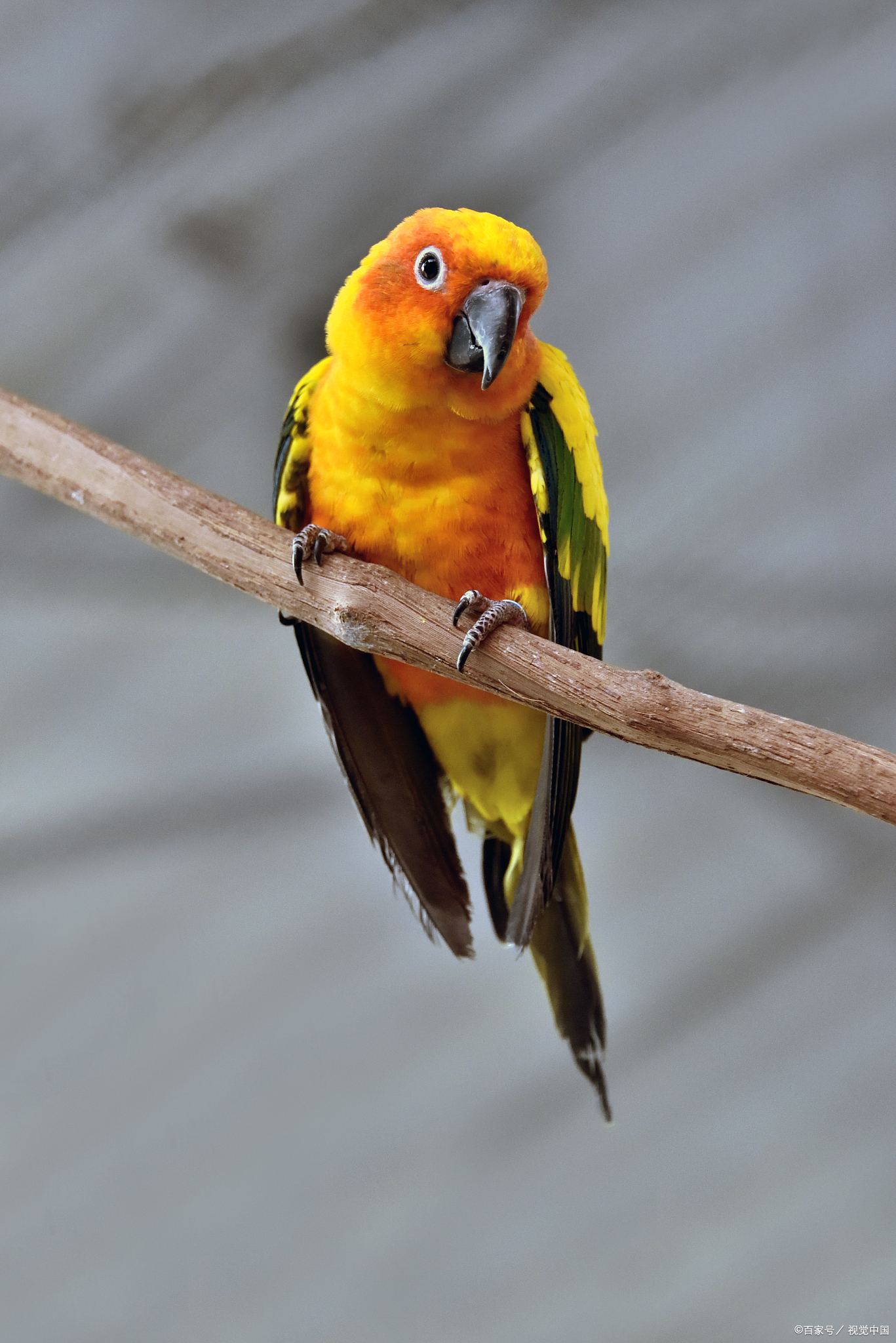 太阳锥尾鹦鹉是一种非常聪明,活泼的鸟类,属于鹦鹉科.