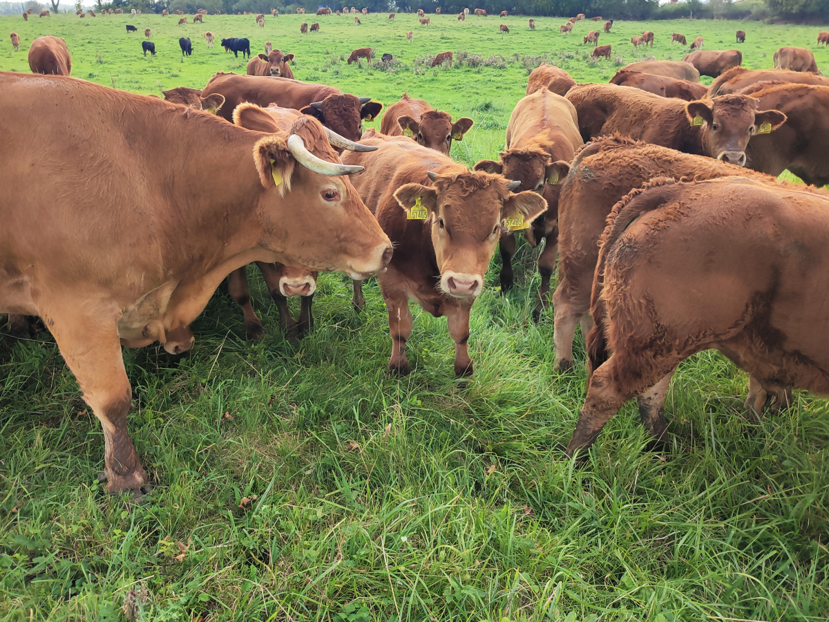 牛怎么组词 baijiahao.baidu.com