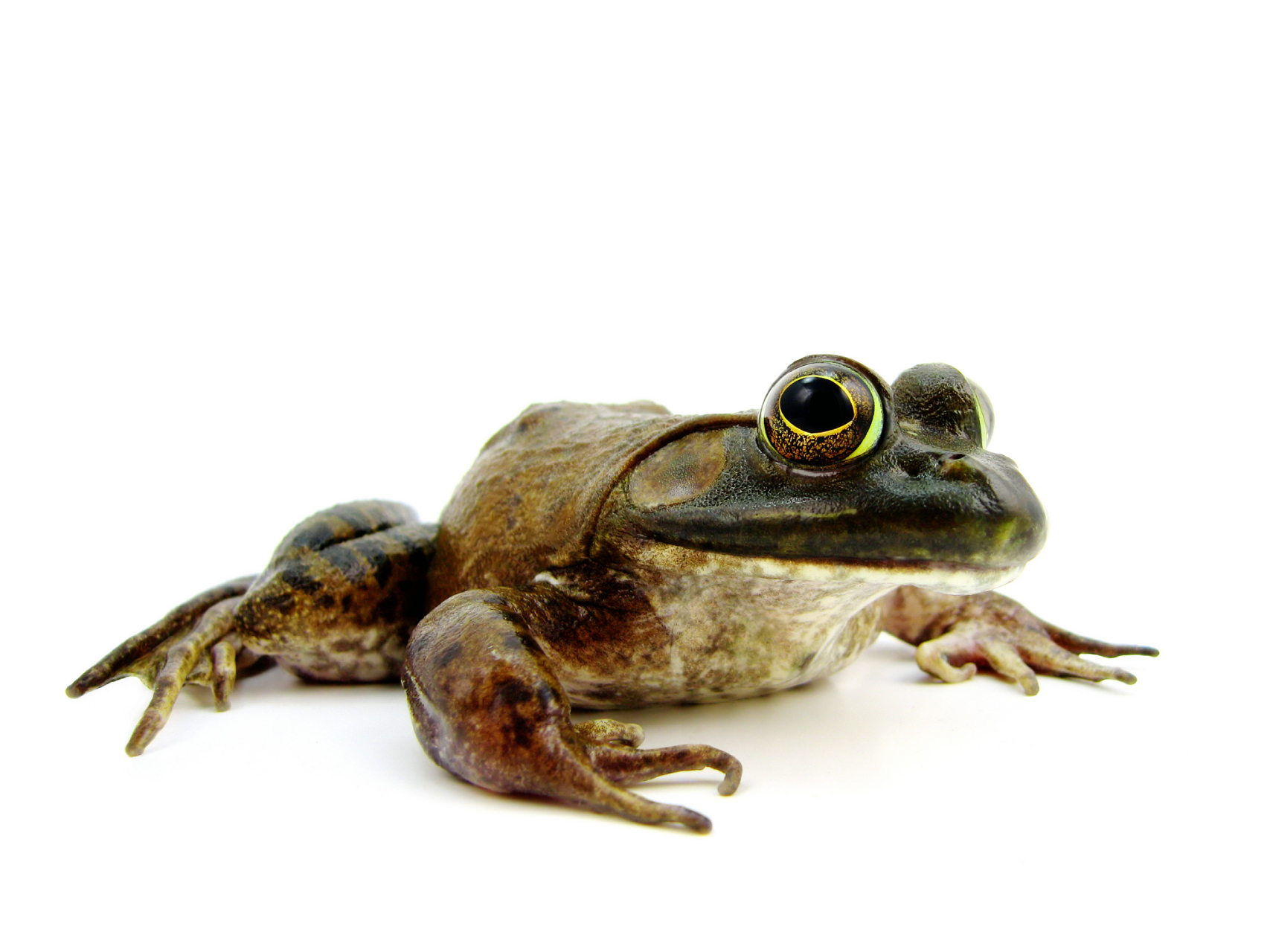 禁养是为了保护牛蛙的生存环境和维持生态平衡,避免对牛蛙种群和栖息