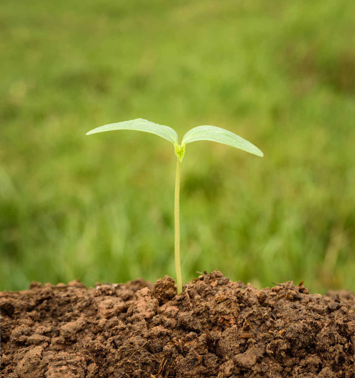 如同种子播种后需经过阳光,雨露的滋养,才能生根发芽,结出果实,我们的