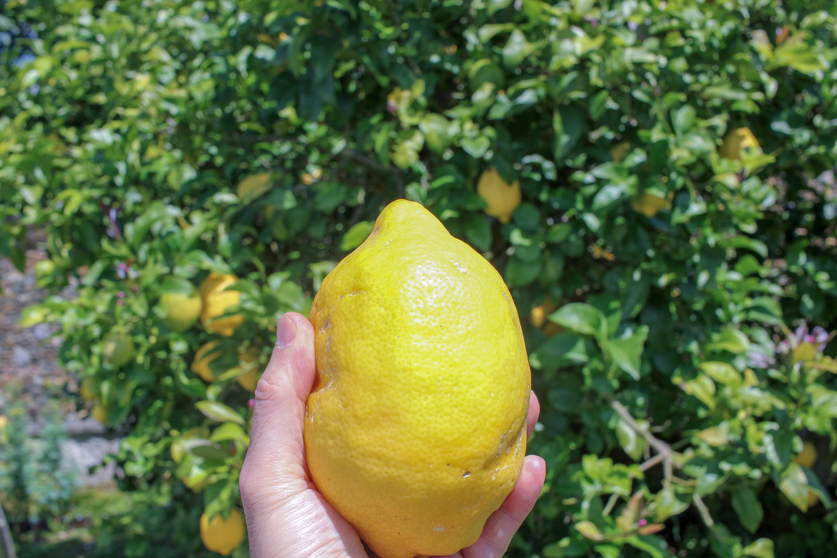 柠檬的酸甜口感简直就是清新的代名词