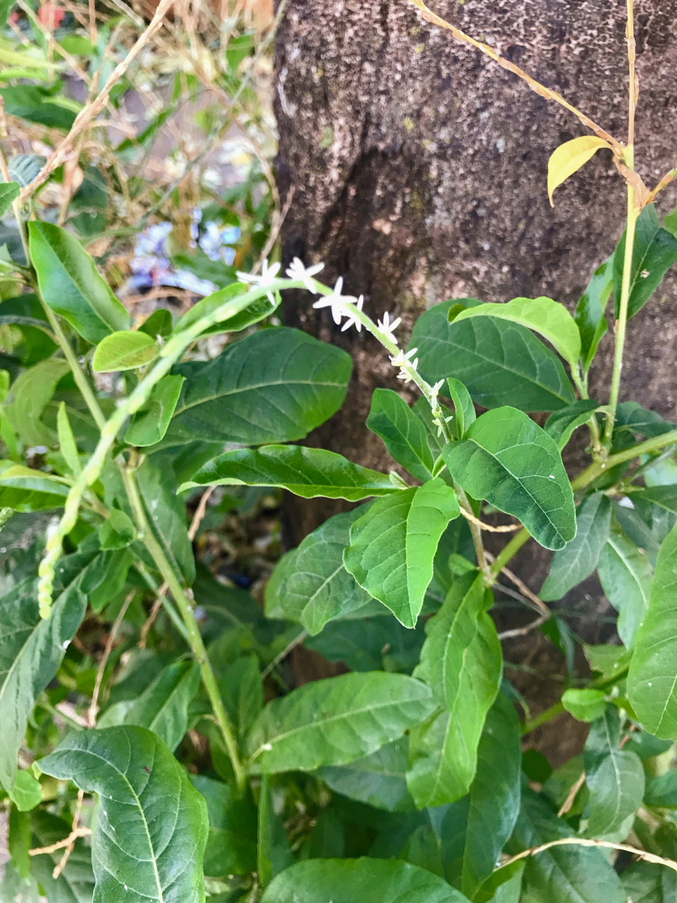 钩藤如何帮助降低血压和改善心脏健康?