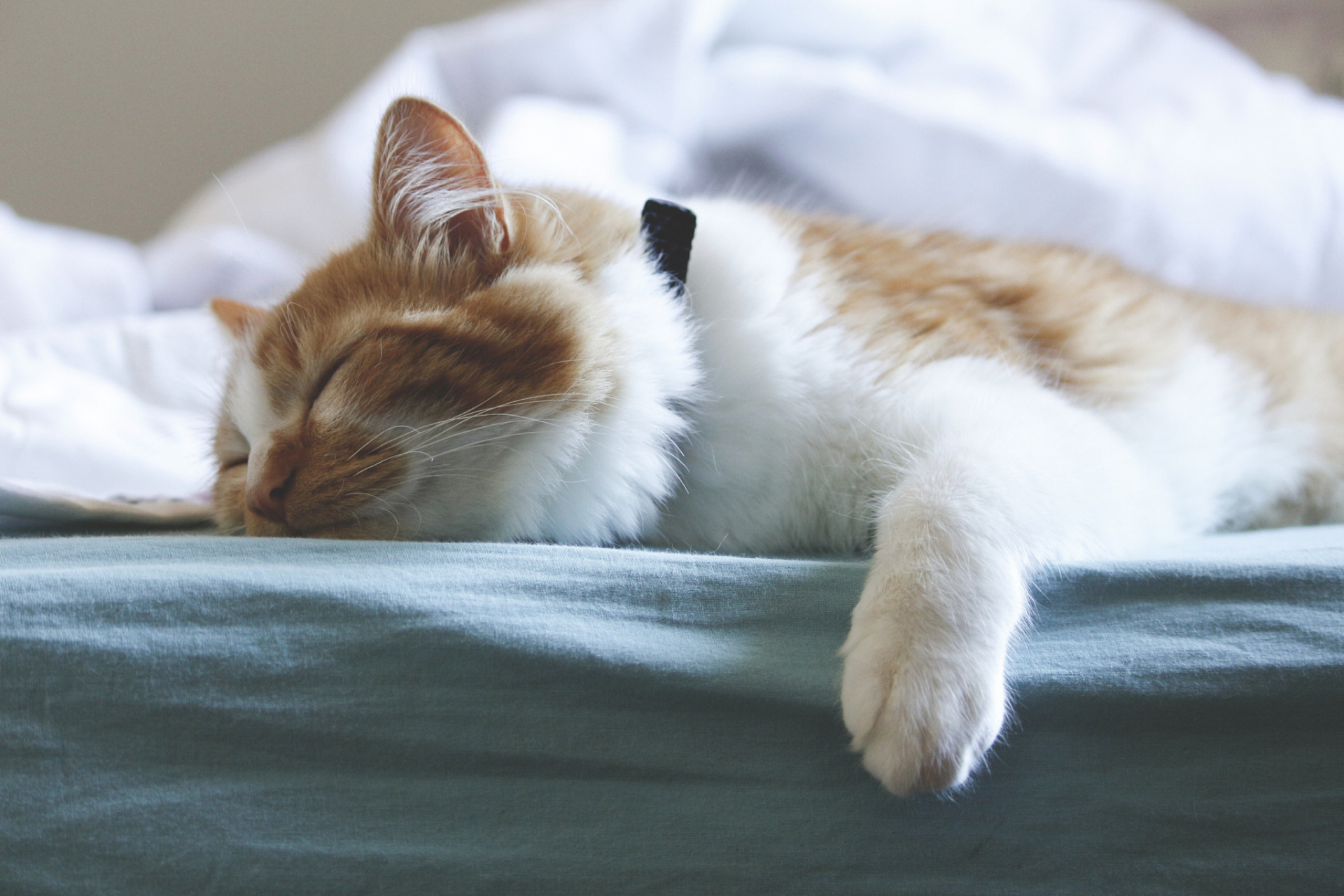 在寒冷的冬日里,一只可爱的猫咪在温暖的床上安然入睡,它的身体蜷缩成