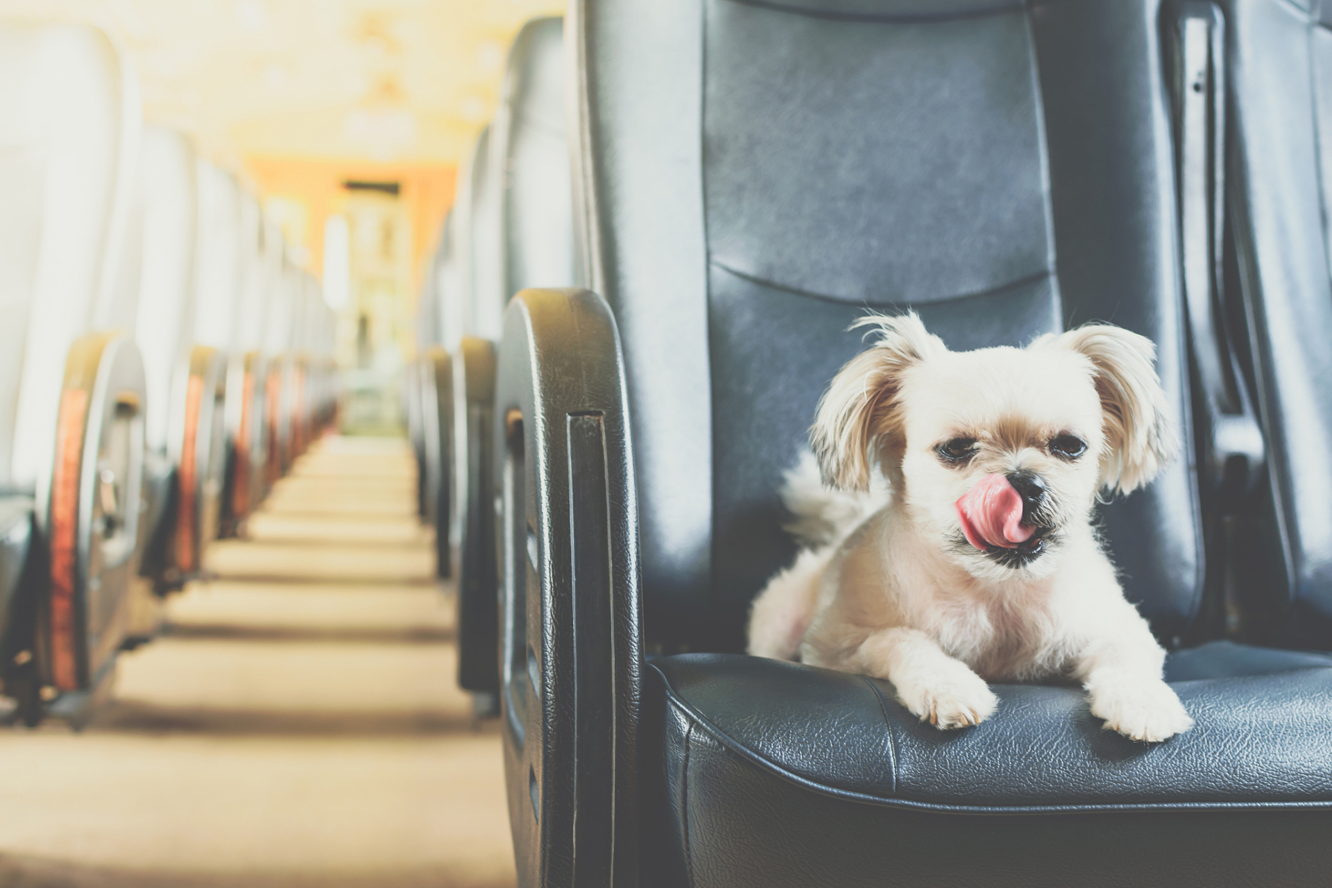 高铁可以带宠物狗吗?