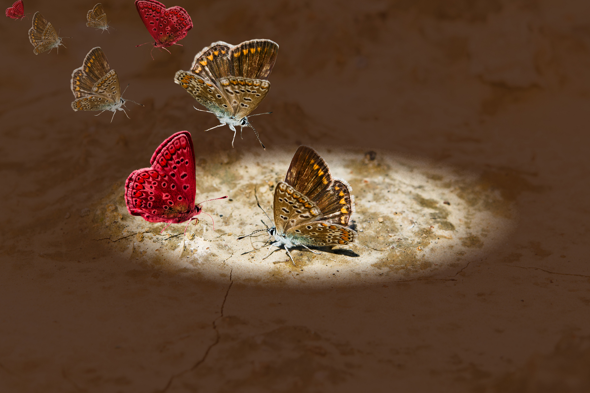 爱情如蝶,翩翩起舞于花间.