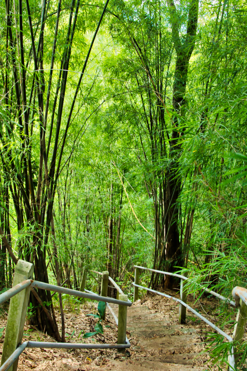 蔡伦竹海旅游风景区就是你梦想中的天堂!这里不仅有亚洲大竹海