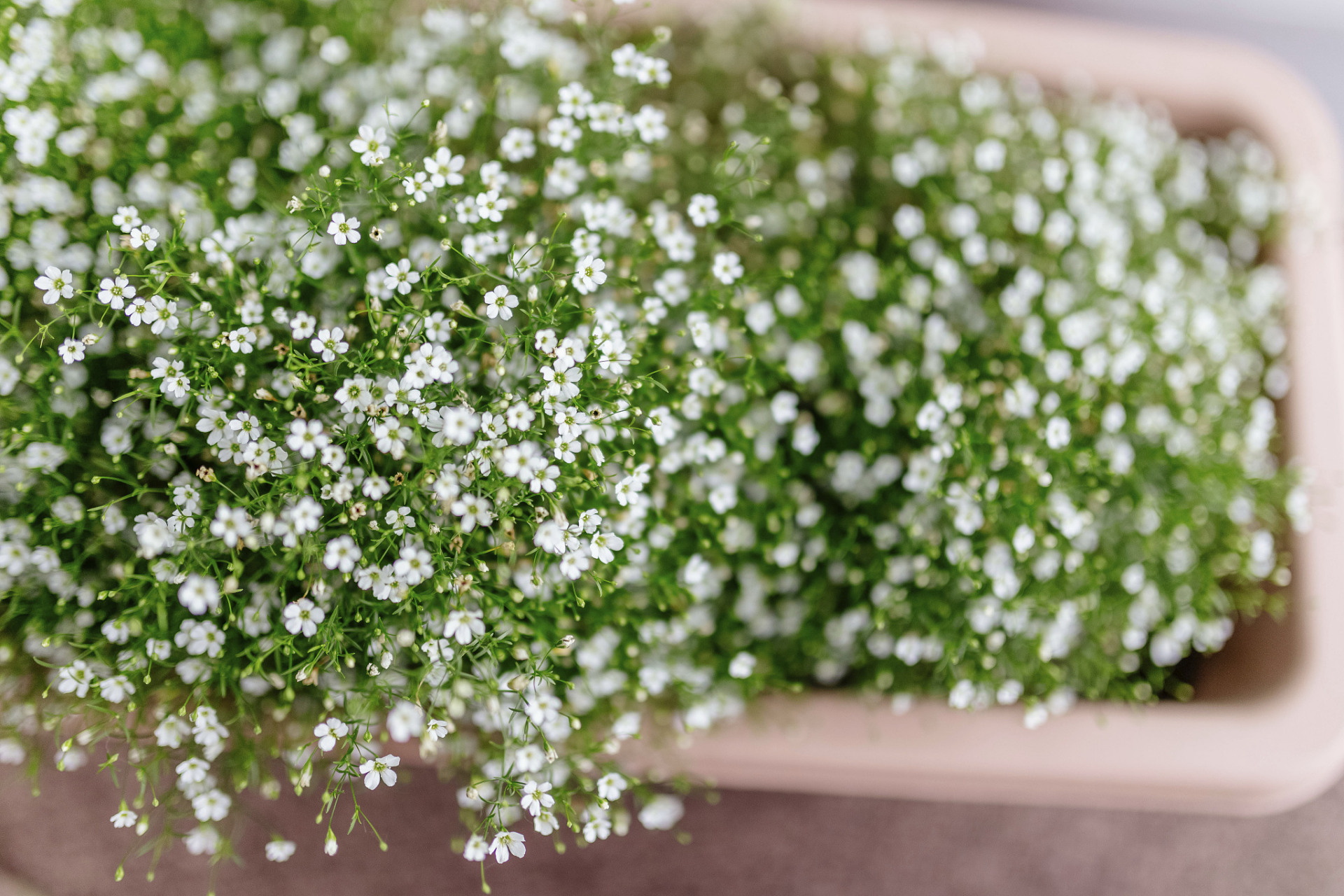 除了其外观引人注目之外,满天星还有丰富的花语和寓意,它们代表着各种