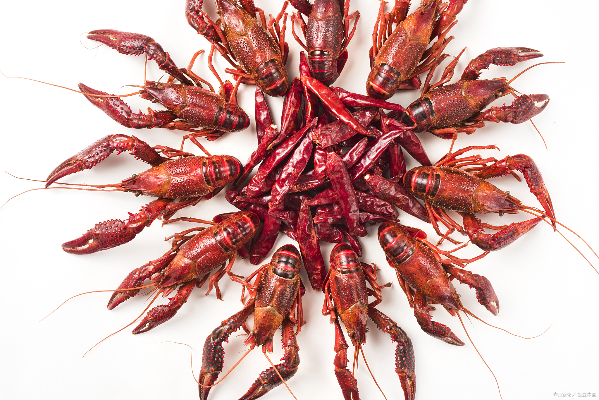 小龙虾买回家后,如何妥善地养活它们,确保它们能够安全度过一夜,是