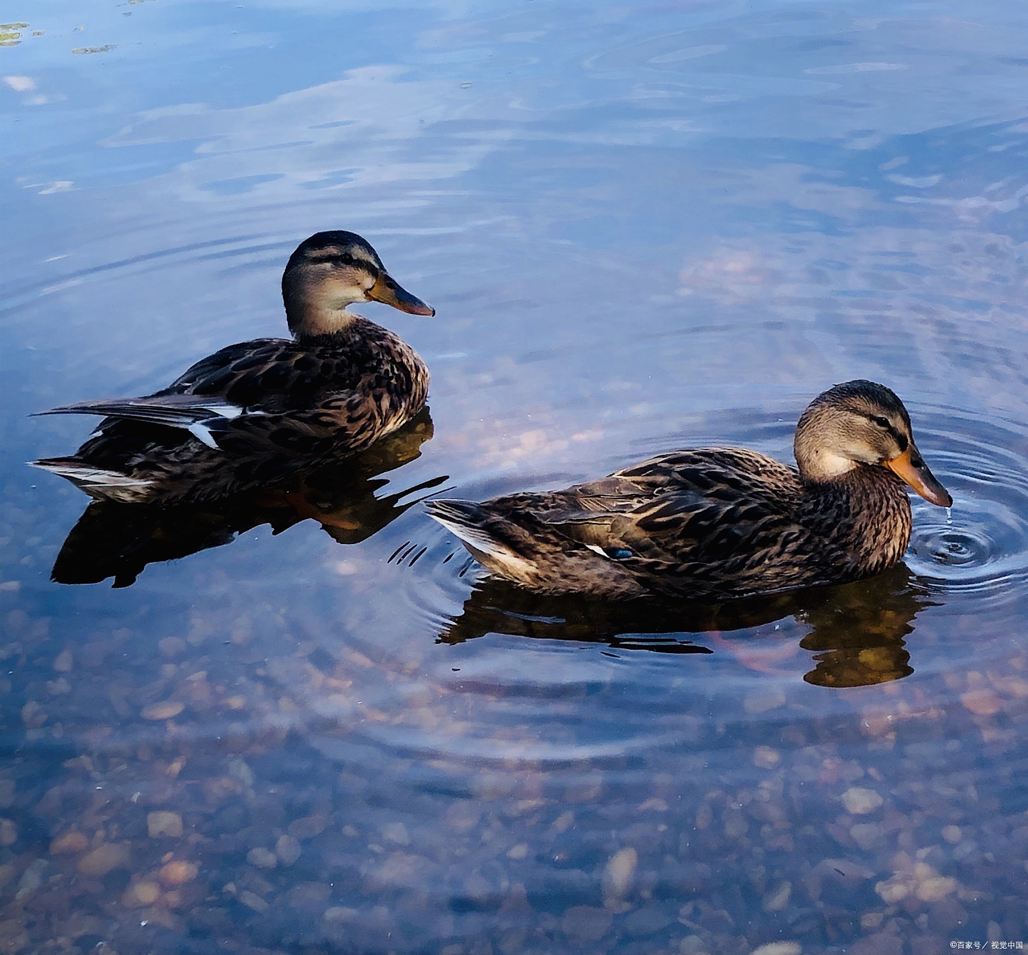 小野鸭吃什么食物?怎么喂养?超详细指南!