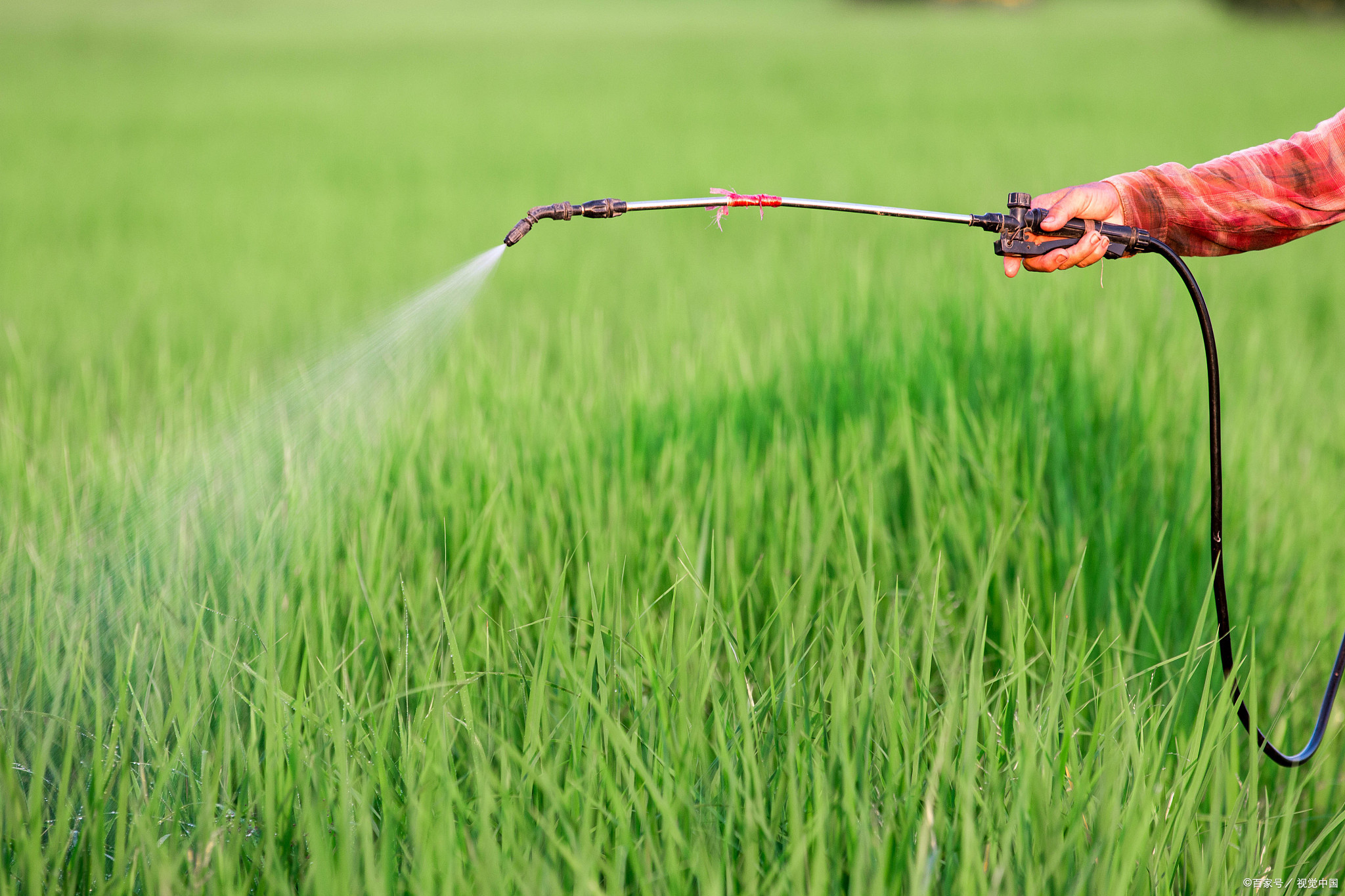 敌草快与百草枯的区别