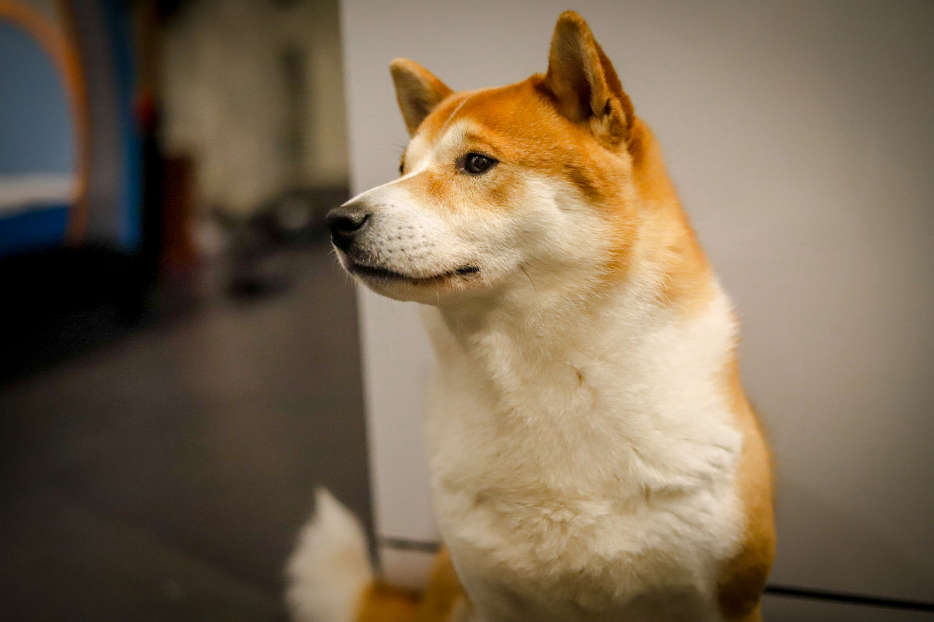 日本犬品种小型图片