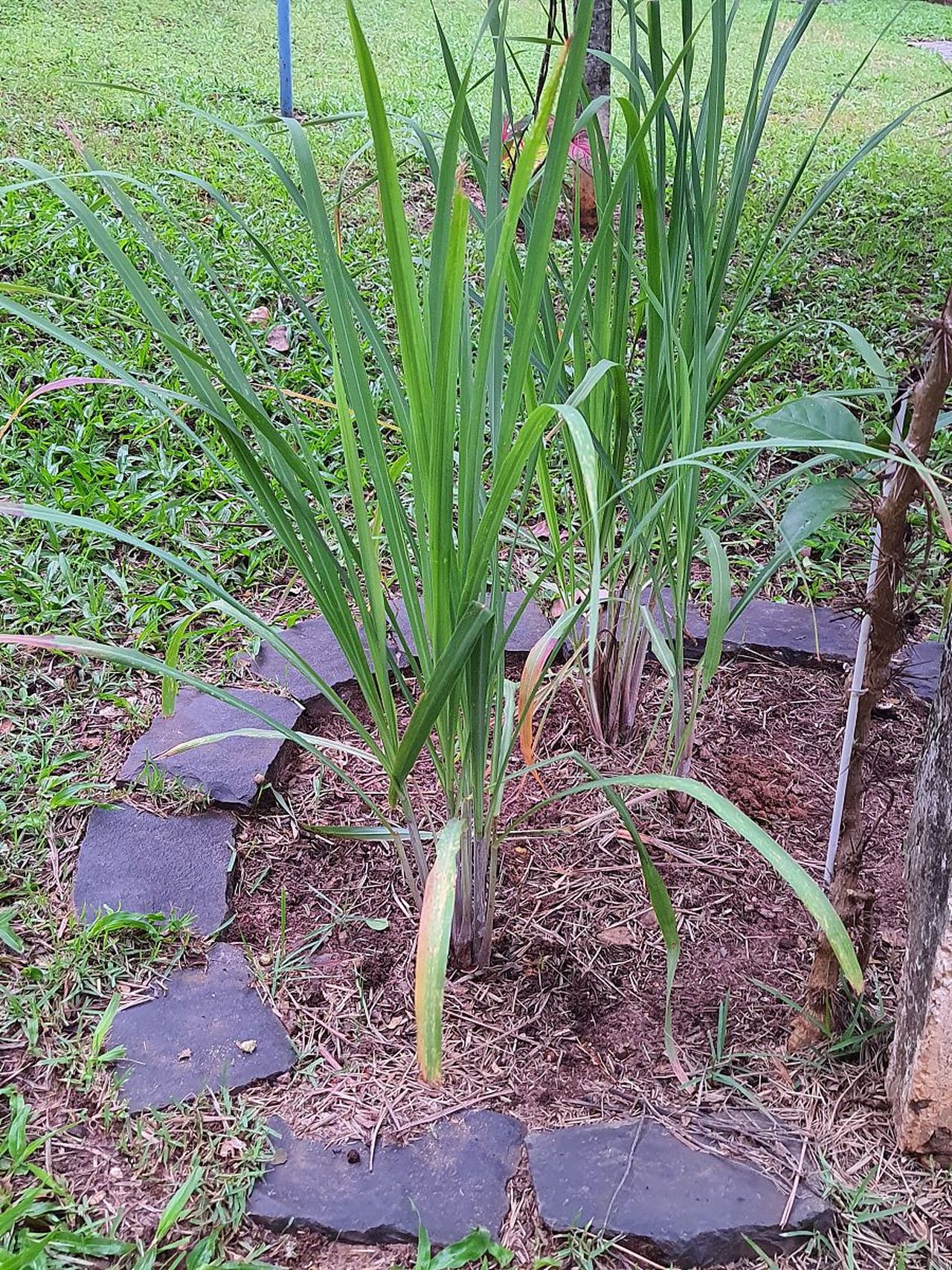  做蛇舌頭手術(shù)要多久_給舌頭做手術(shù)