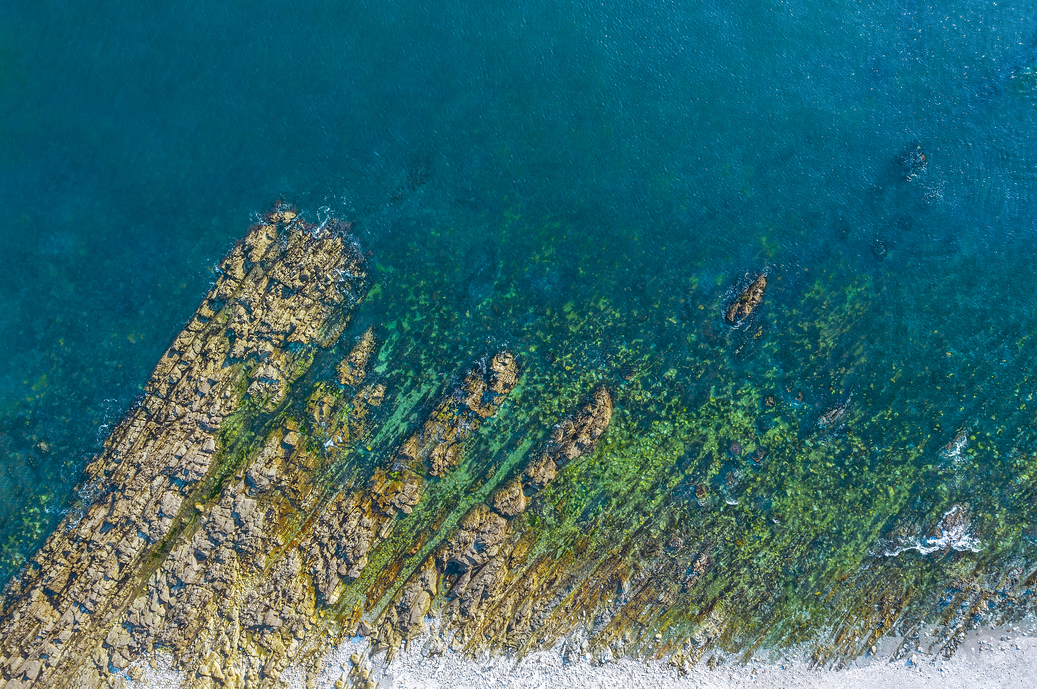 6%的珊瑚礁覆盖率下,109种造礁石珊瑚构建起海底"热带雨林",比科学家
