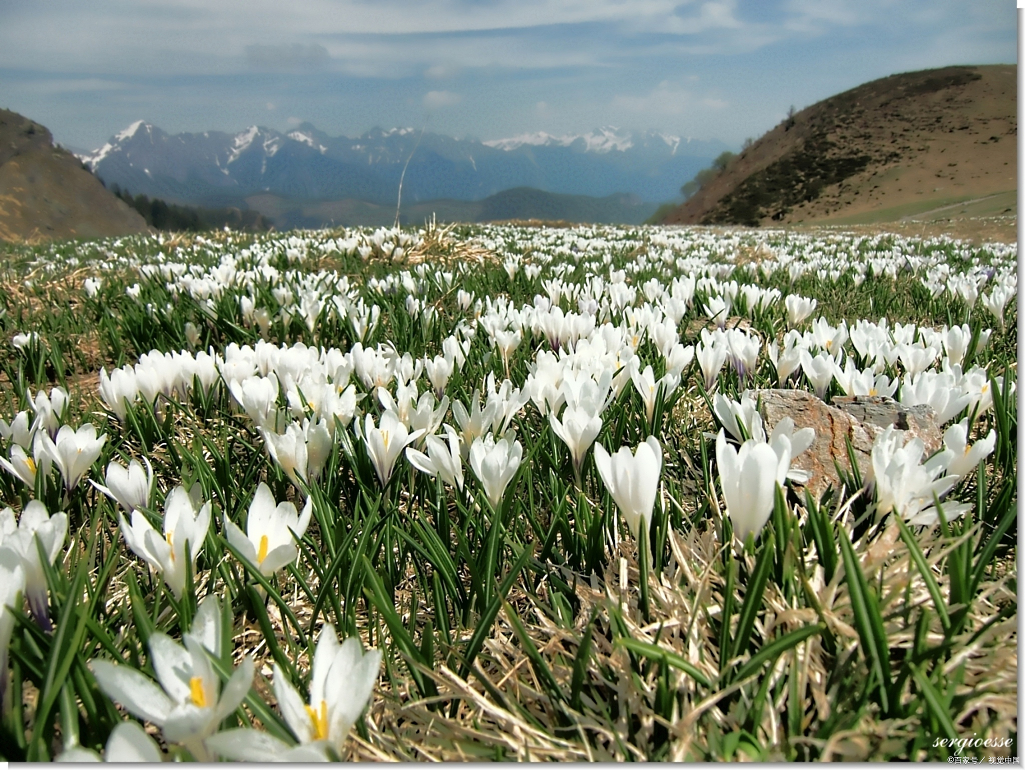 晴姐带你去旅游之新疆那拉提草原的野百合 那拉提的野百合,也叫番红花