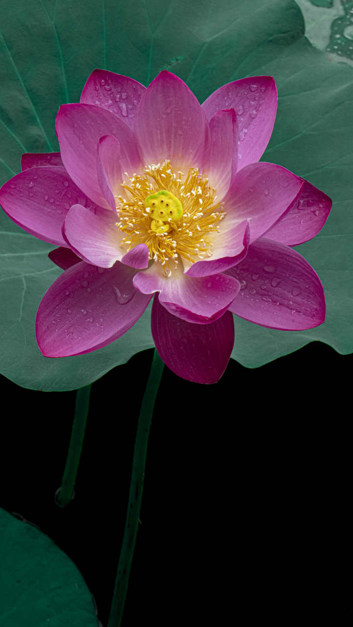 话说这福建农大的双色荷花,本是校园的一道亮丽风景线,却因一对情侣